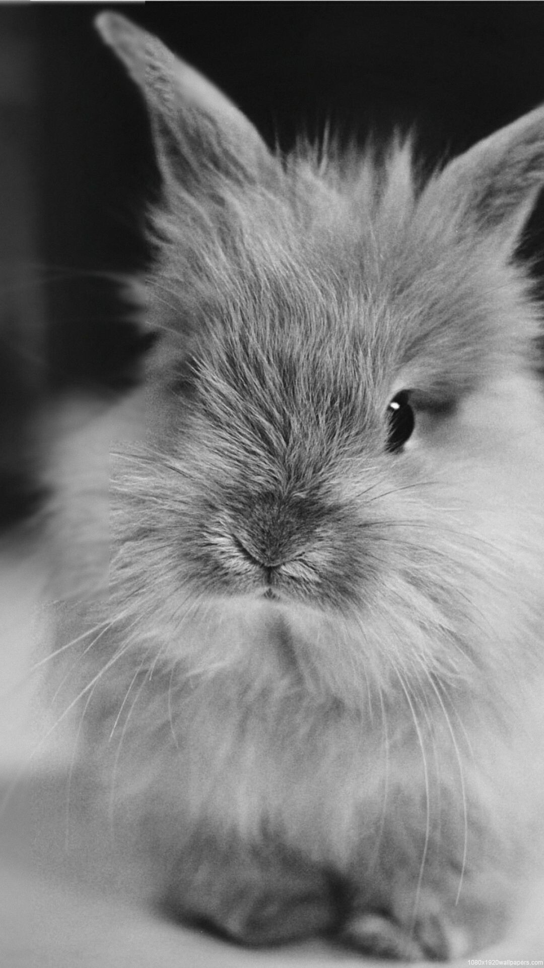 Rabbit: Bunnies, Make wonderful indoor pets, Black and white. 1080x1920 Full HD Wallpaper.