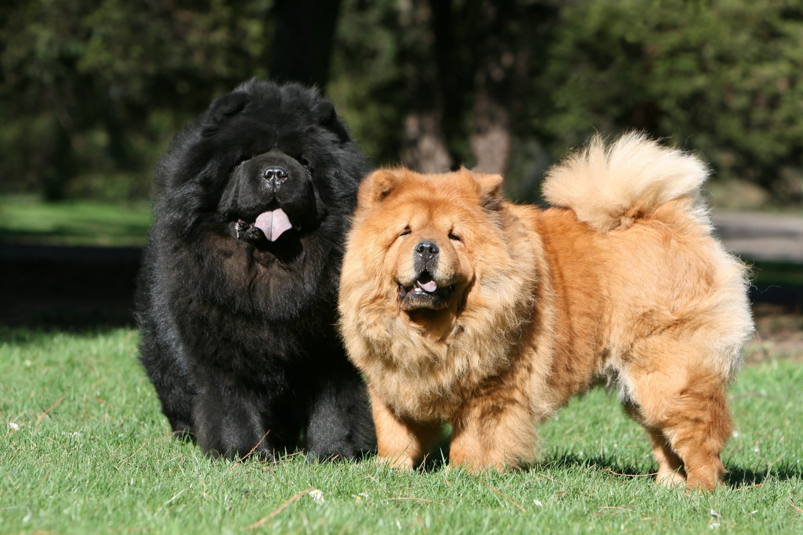 Chow Chow, Unique breed, Distinctive features, Iconic appearance, 2560x1710 HD Desktop
