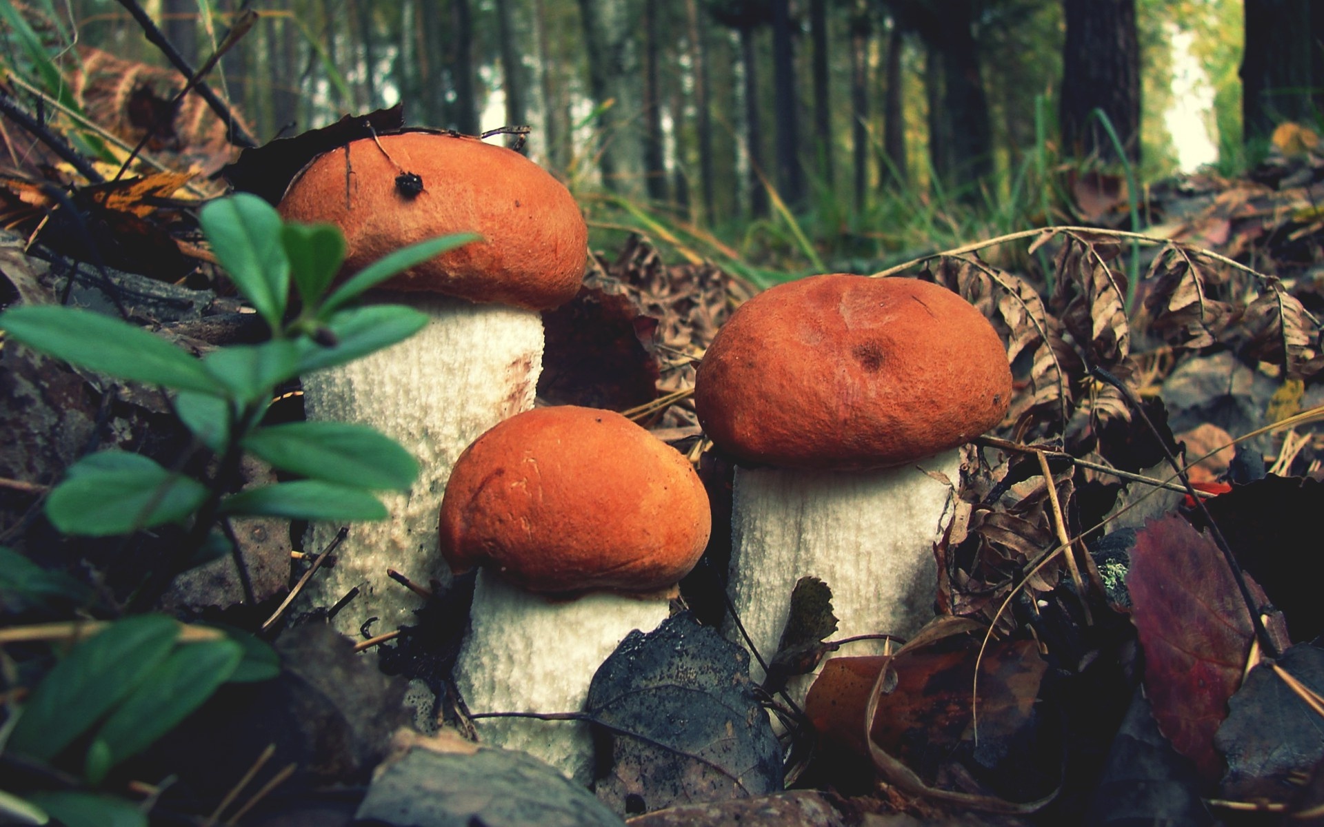 Closeup forest mushroom, wallhaven 732717, 1920x1200 HD Desktop