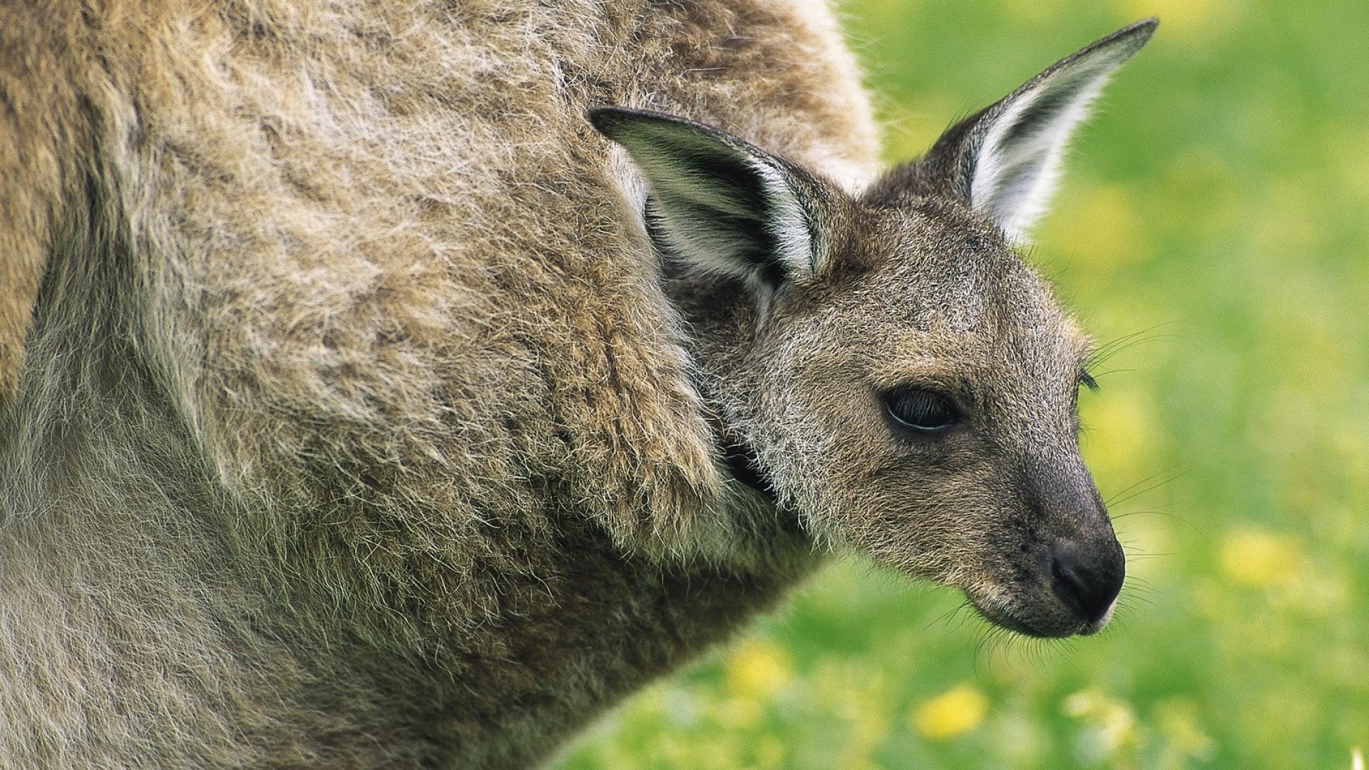 Kangaroo (Animals), Baby kangaroo, Adorable creature, Innocent charm, 1920x1080 Full HD Desktop
