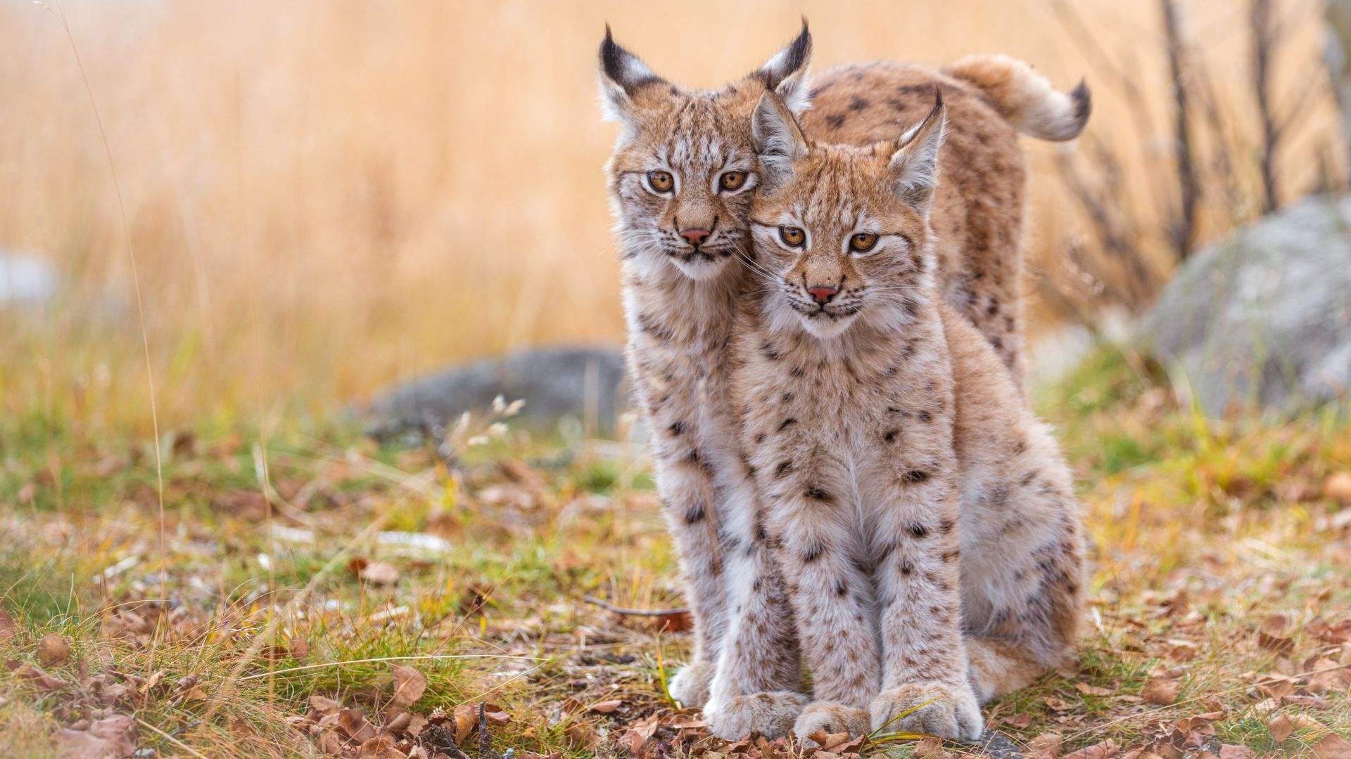 Lynx cats, Wild animal portrait, HD image background, Mysterious elegance, 1920x1080 Full HD Desktop
