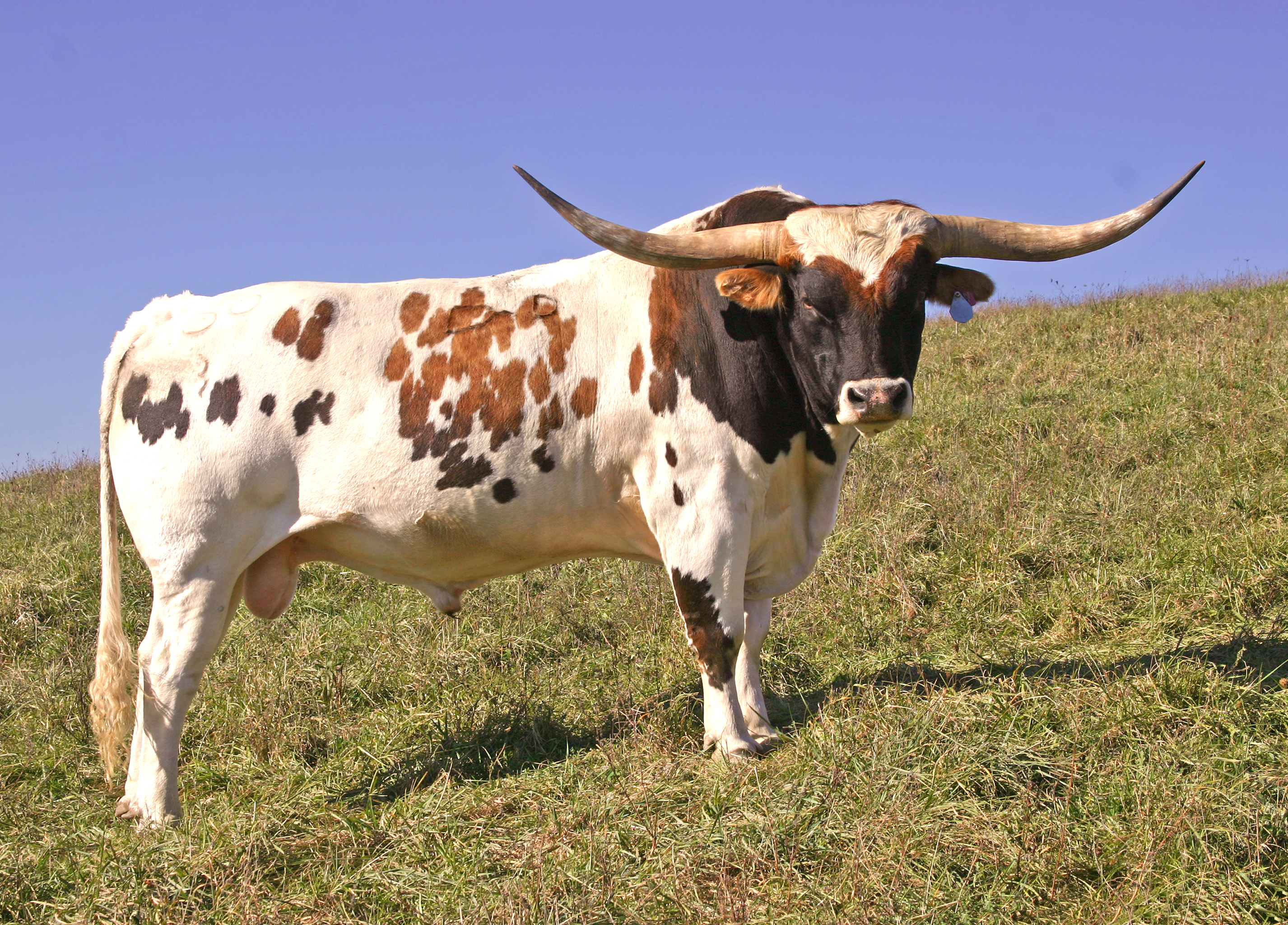 High res T 7060, Longhorn cattle wallpaper, Cattle wallpaper, Longhorn wallpaper, 2860x2050 HD Desktop