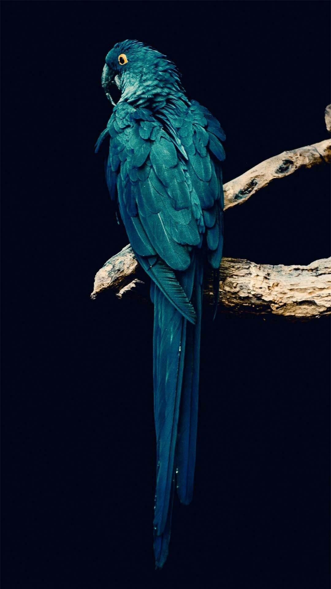 Bird: Parrot, Warm-blooded vertebrate of the class Aves. 1080x1920 Full HD Wallpaper.