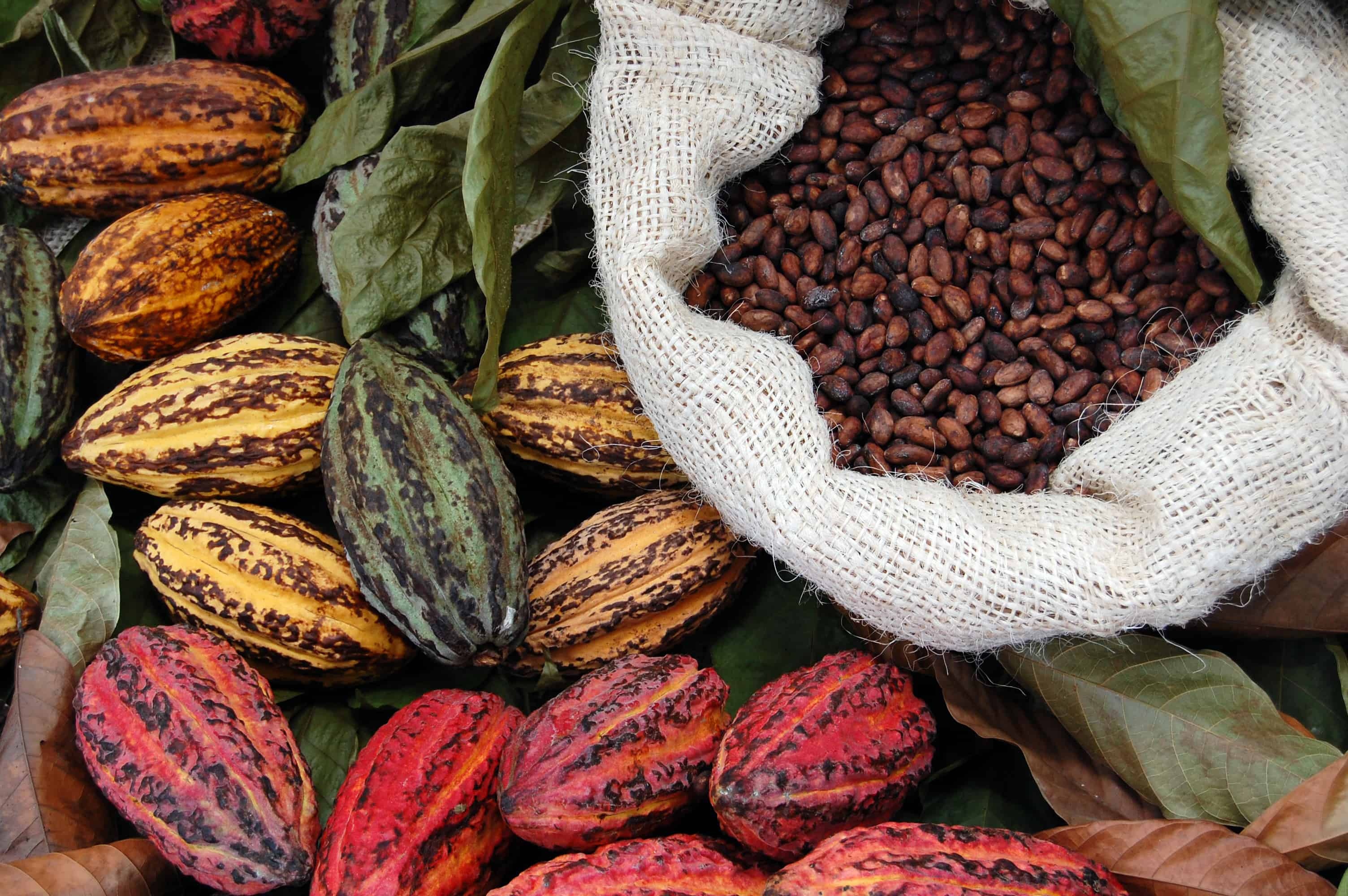 Cocoa sector, Ghana and Cte d'Ivoire, Kit Royal, Tropical institute, 3010x2000 HD Desktop