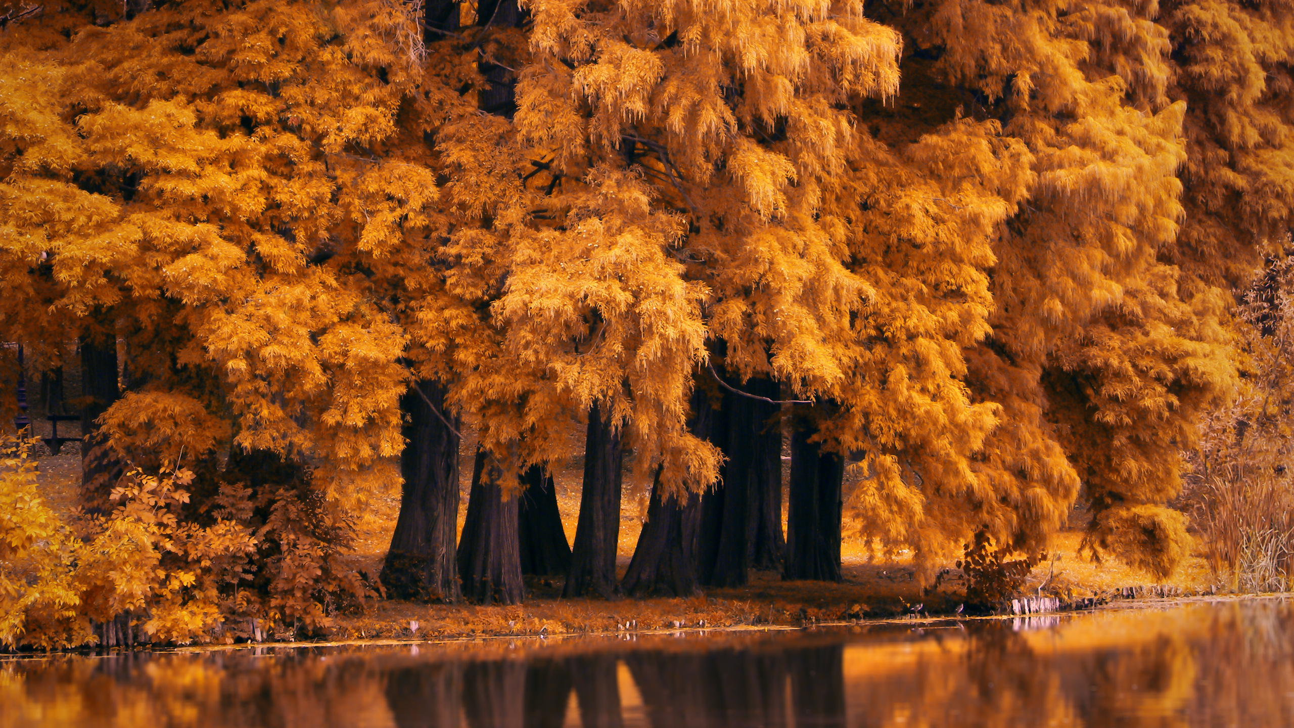 1440p autumn majesty, Natural splendor, Fallen leaves carpet, Woodland serenity, Seasonal cycle, 2560x1440 HD Desktop