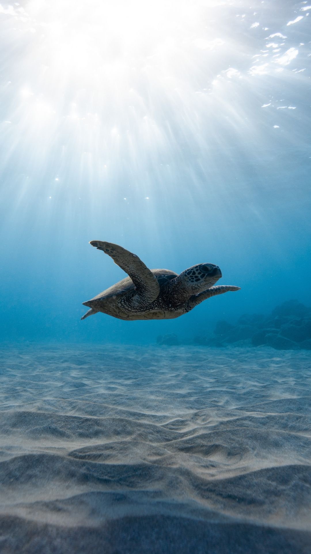 Marine biology wallpapers, Azure sea, Sea turtle pictures, Underwater beauty, 1080x1920 Full HD Handy