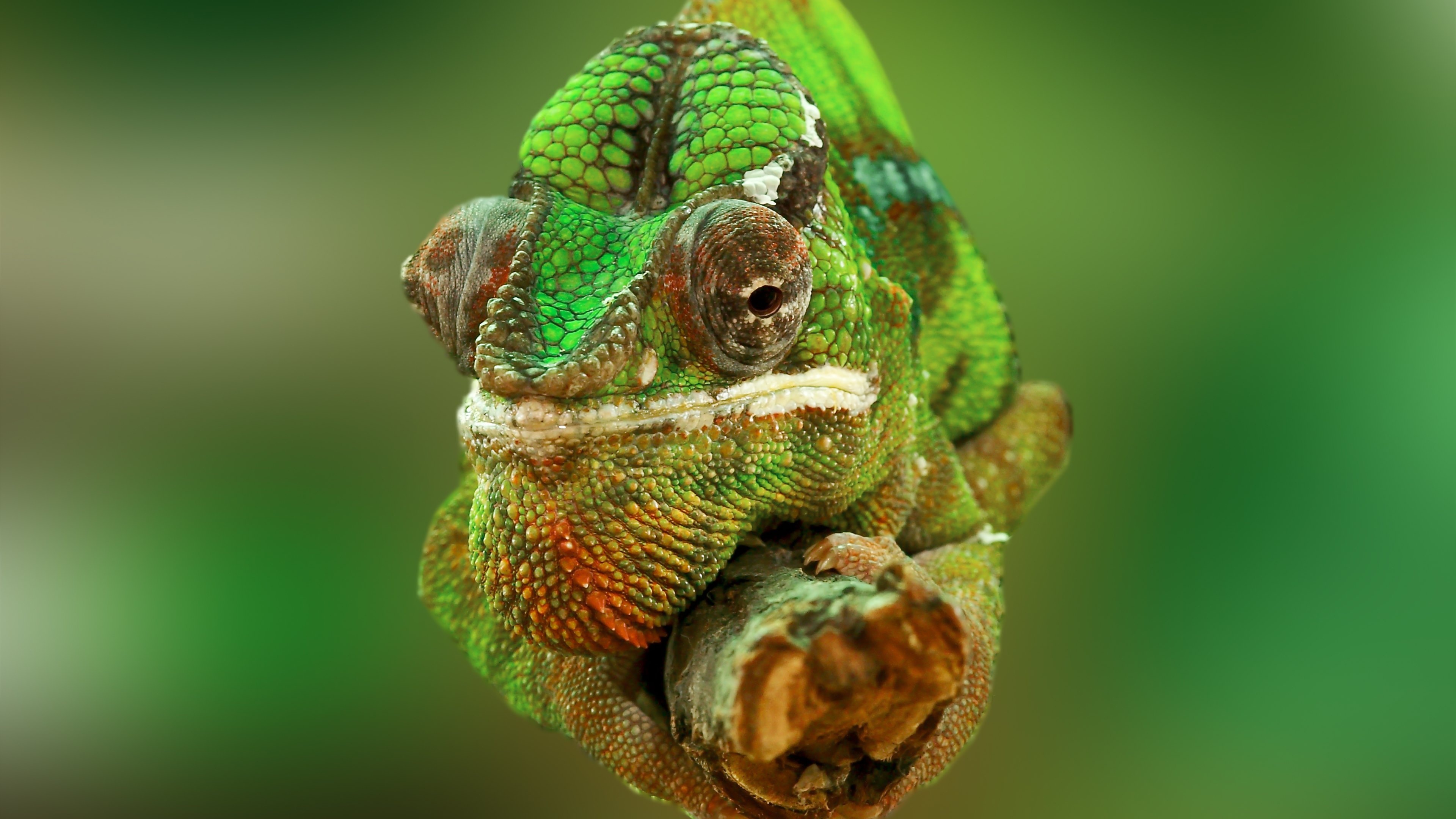 Lizard chameleon, Uhd resolution, Metallic hue, Baltic-inspired, 3840x2160 4K Desktop