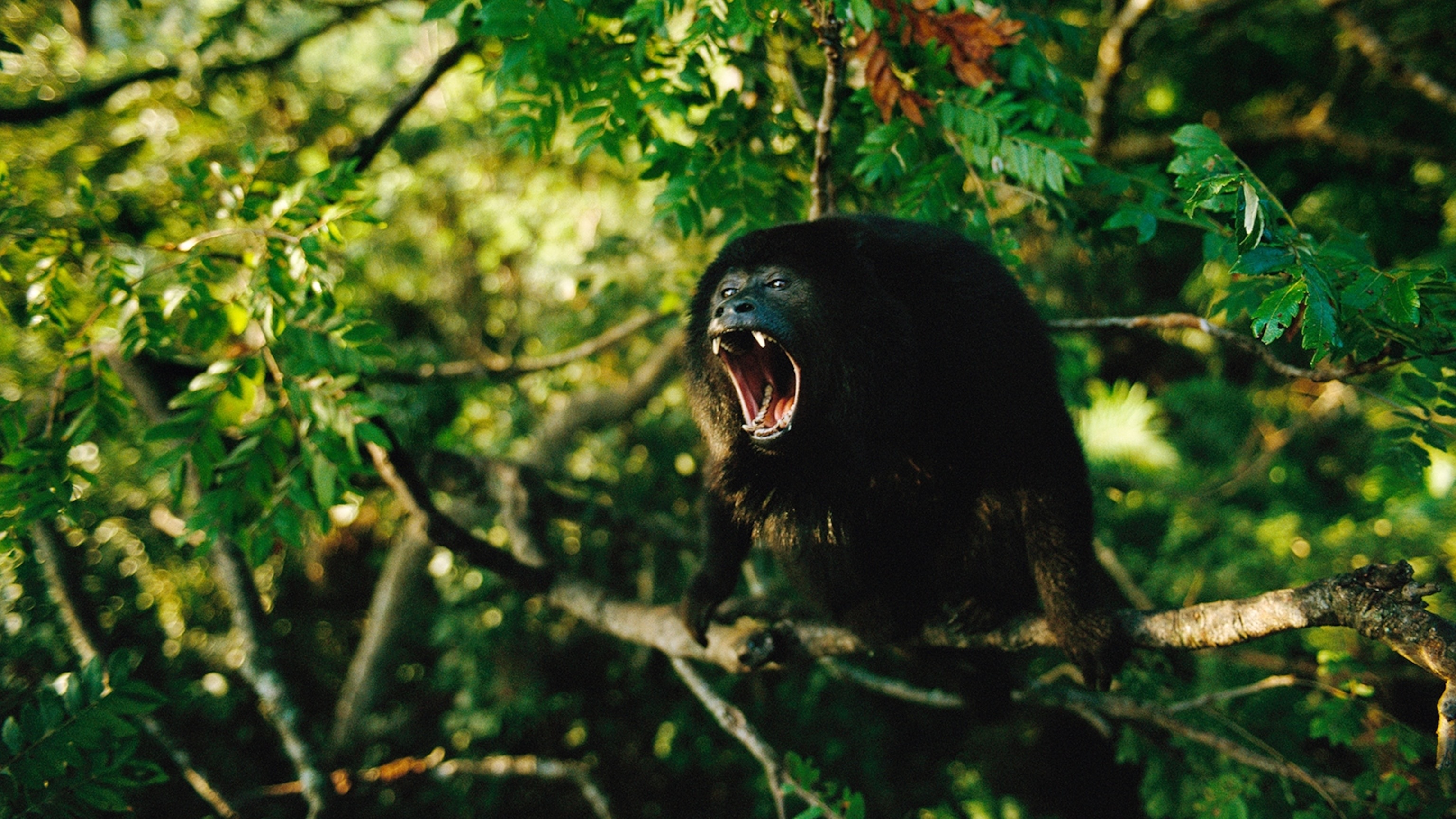 Howler Monkey, Tropical jungle inhabitant, Primate species, Tree-dweller, 3080x1730 HD Desktop
