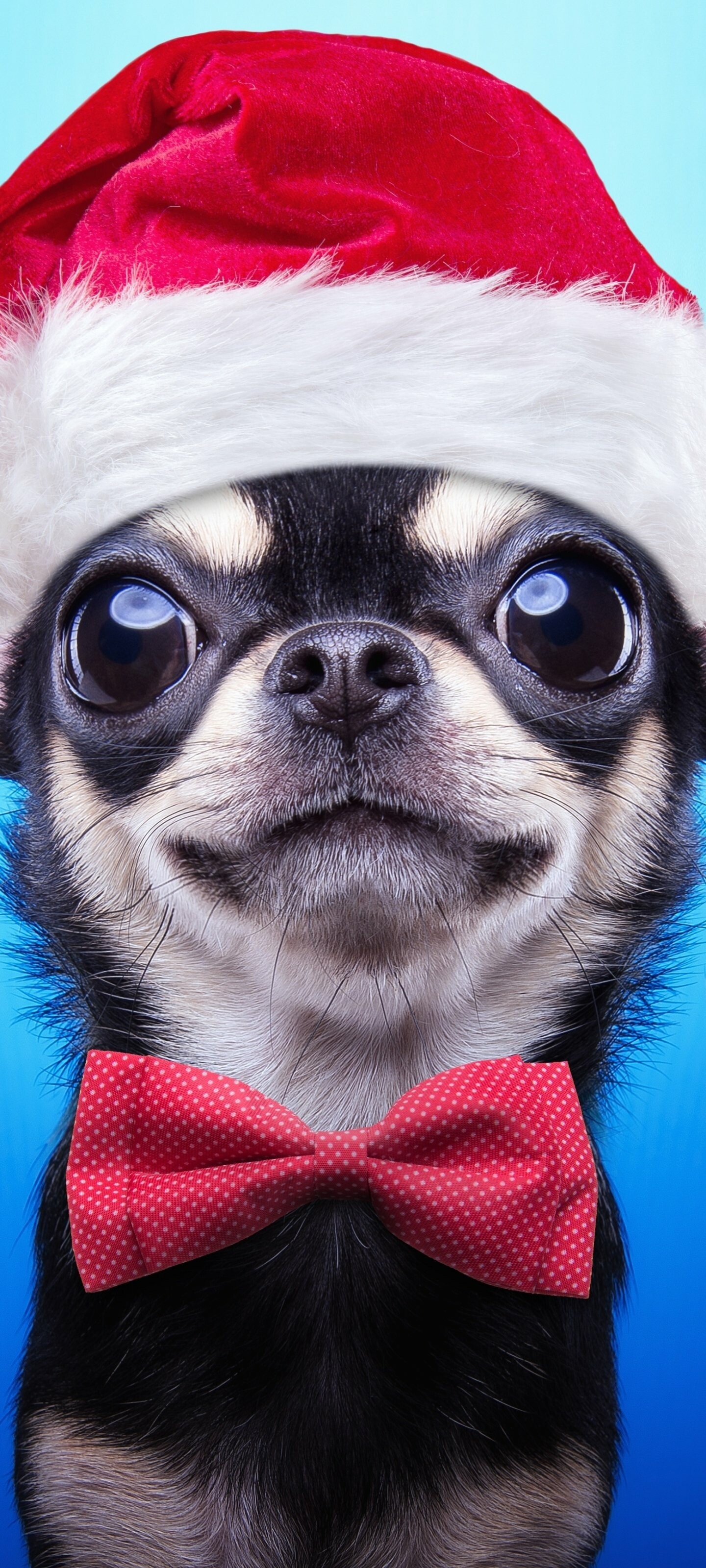 Puppy: Chihuahua, A Mexican breed of toy dog, Animal. 1440x3200 HD Background.