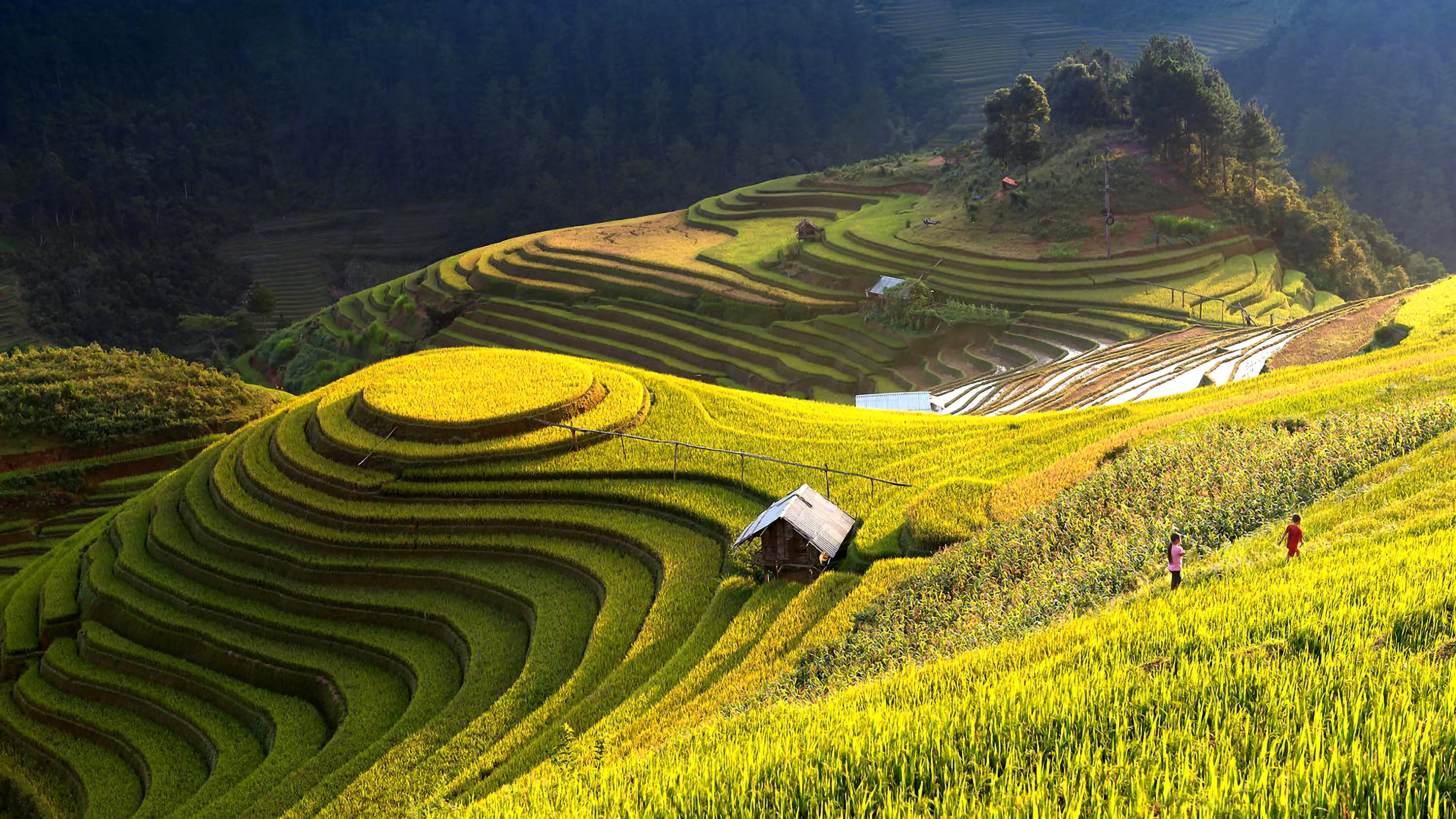 Rice terraces, Exquisite photos, Free download, Pexels stock photos, 3840x2160 4K Desktop
