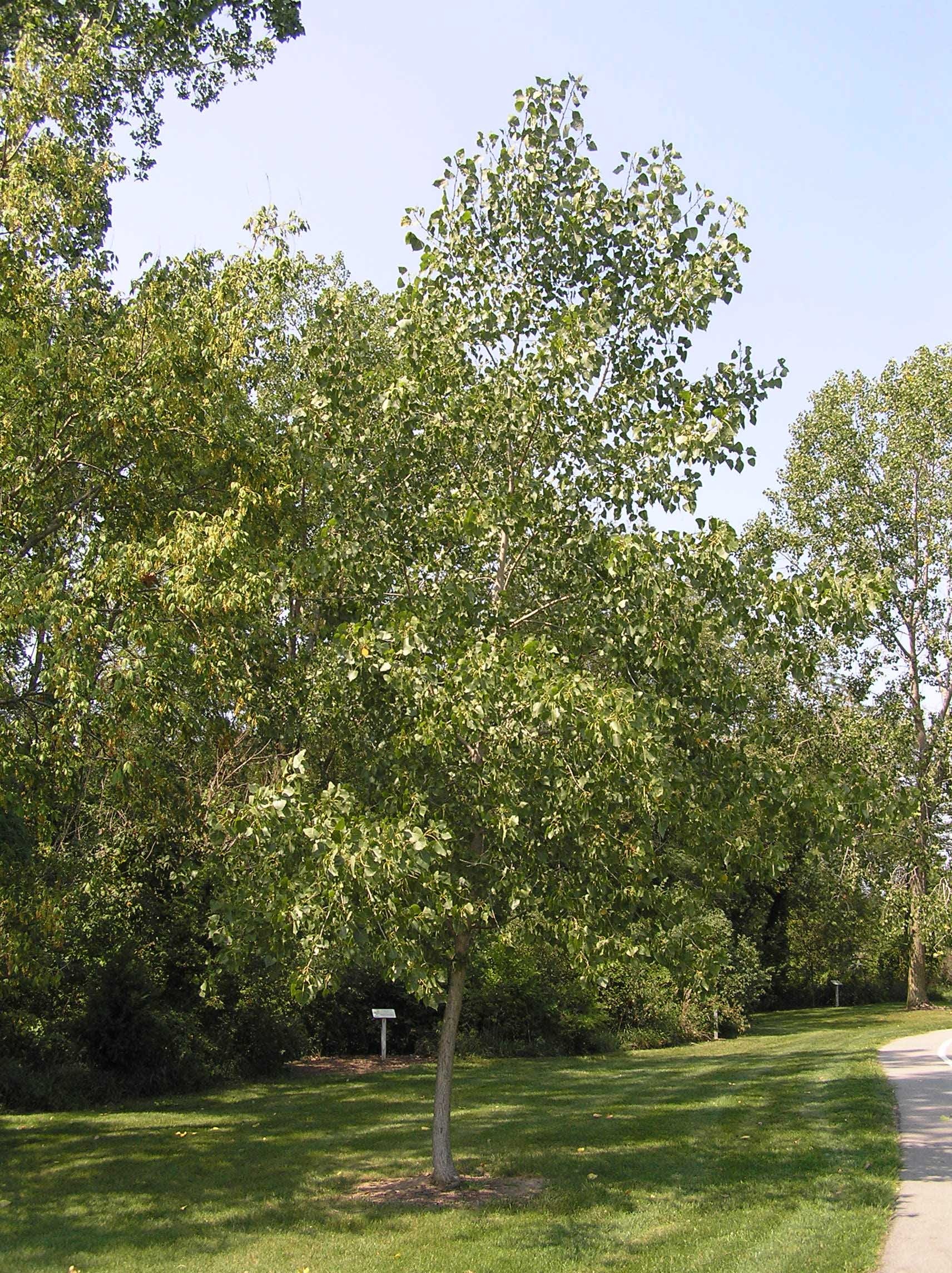 Eastern cottonwood, Purdue Fort Wayne, Tree facts, Plant biology, 1720x2290 HD Handy