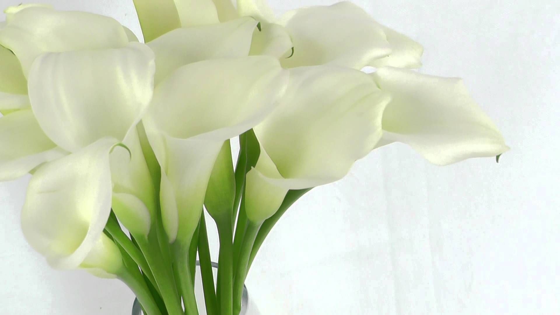 Calla Lily: Grown both as ornamental plants and for cut flowers. 1920x1080 Full HD Background.