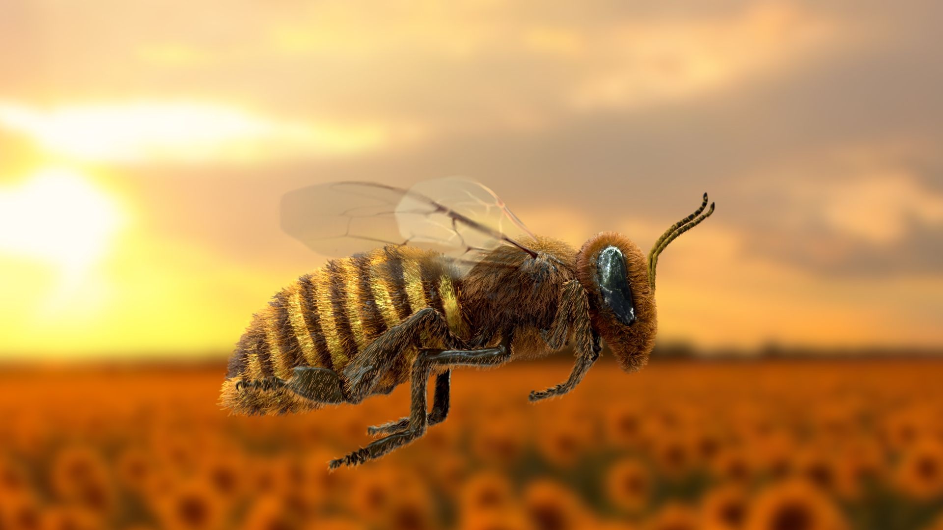 Bee: Flying honeybee, Pollinators for flowers, fruits and vegetables. 1920x1080 Full HD Background.
