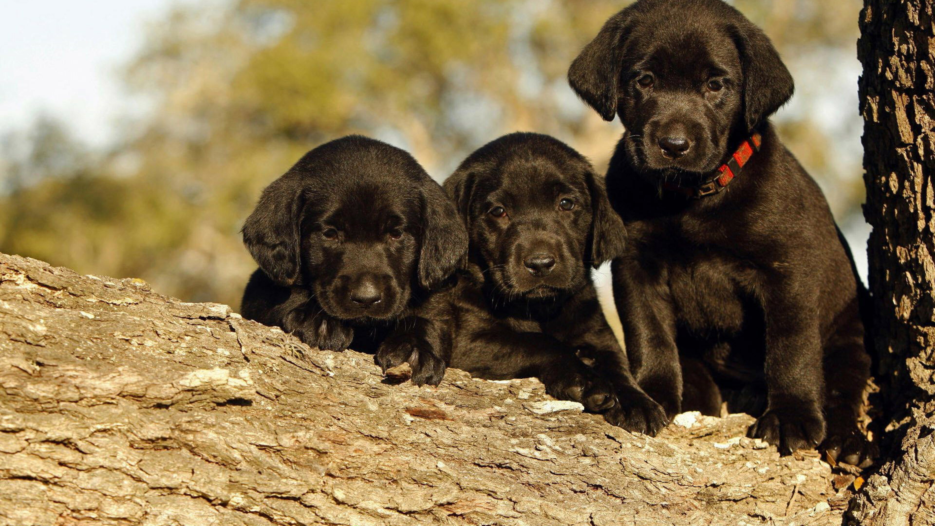 Labrador Retriever: Black puppies, Developed in the United Kingdom from fishing dogs. 3840x2160 4K Wallpaper.