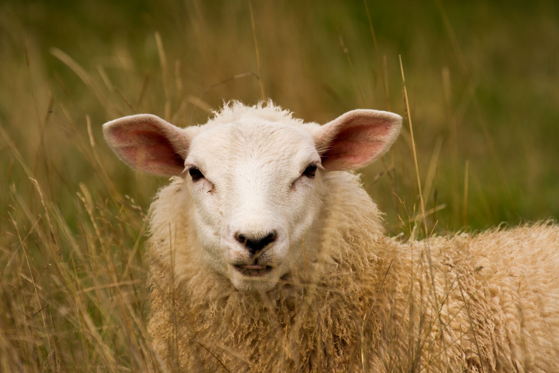 Sheep close-up, Soft fur, Peaceful animal, Wallpaper for sheep enthusiasts, 1920x1280 HD Desktop
