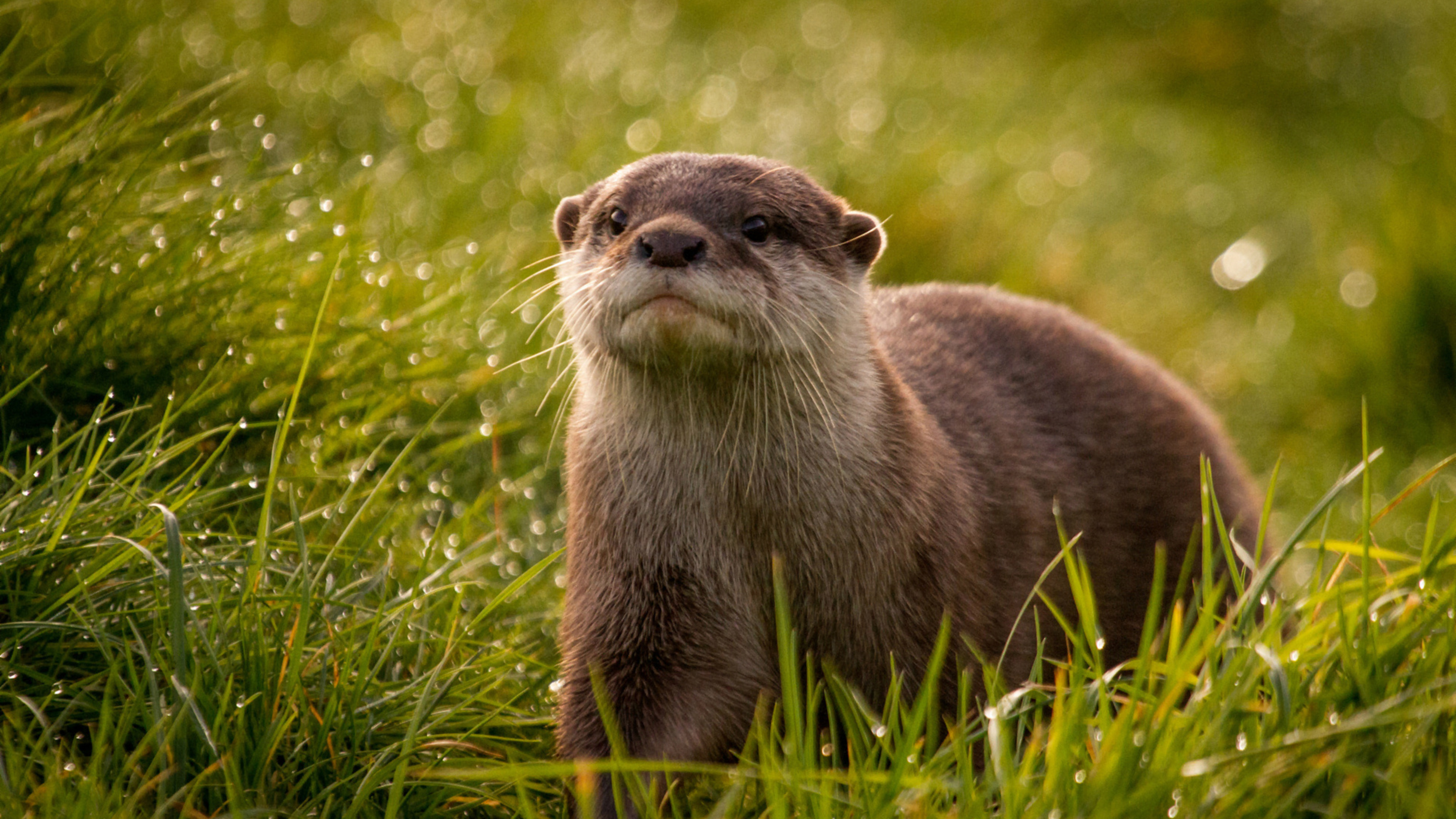 HD otter animal, Wuxga resolution, Ethereal beauty, Nature, 3840x2160 4K Desktop