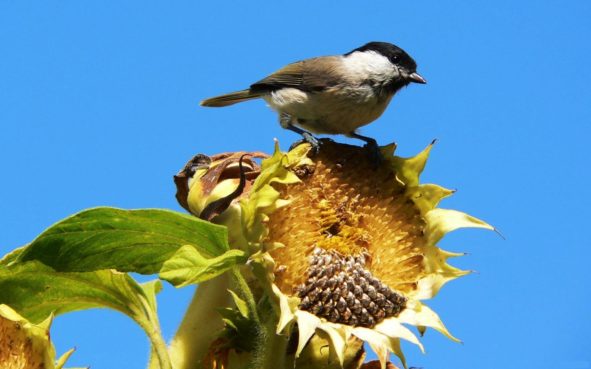 Sunflower Seeds, Vibrant sunflowers, Wildlife photography, Birds in nature, 1920x1200 HD Desktop