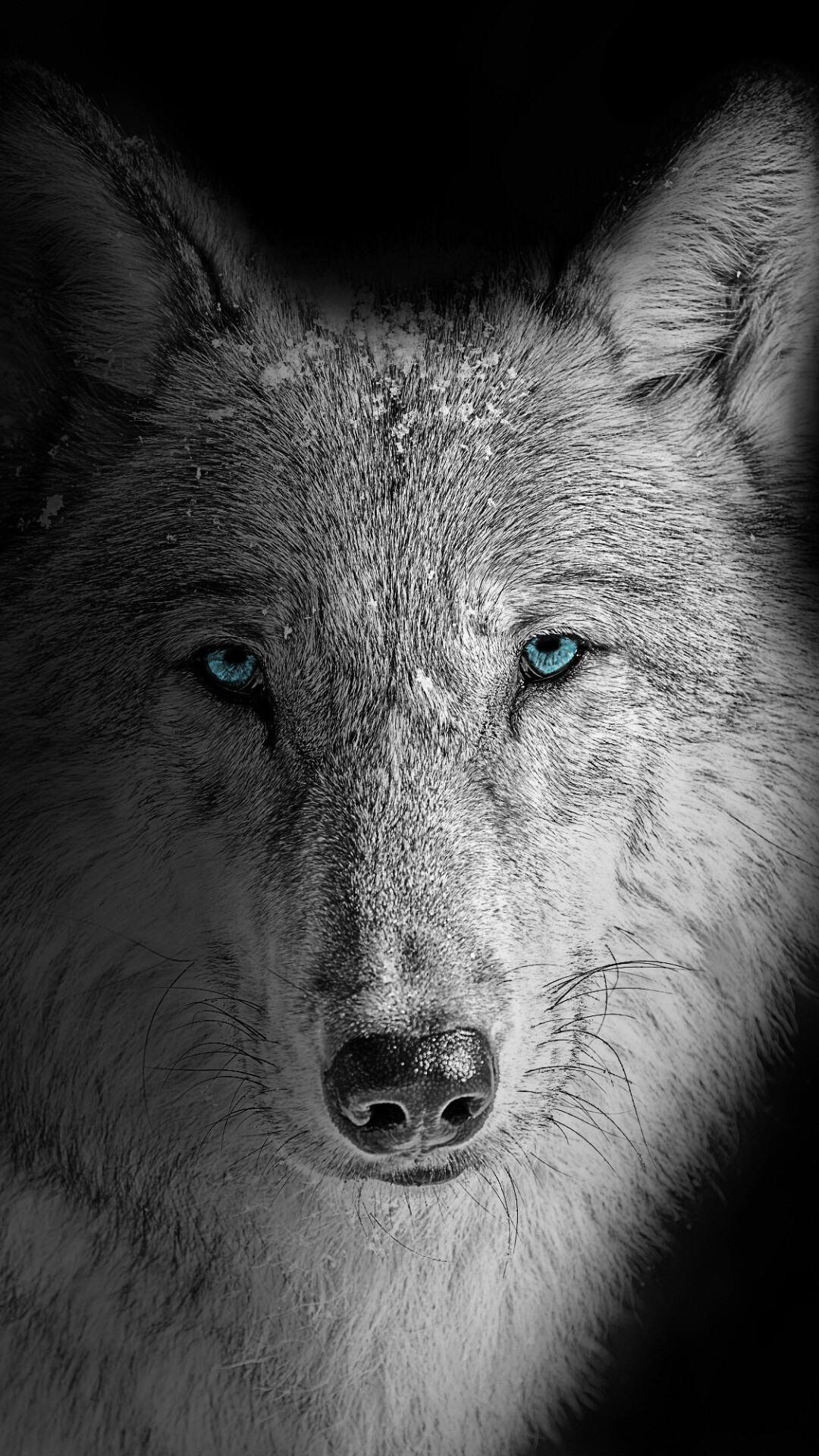 Wolf: These dedicated pack animals hunt together, roam together, and play together, all while maintaining an important role in their local ecosystem. 1080x1920 Full HD Wallpaper.