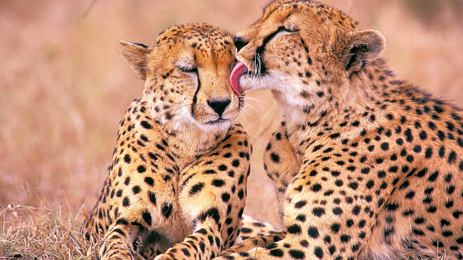 Kruger National Park, Cheetahs, African wildlife, HD wallpaper, 1920x1080 Full HD Desktop