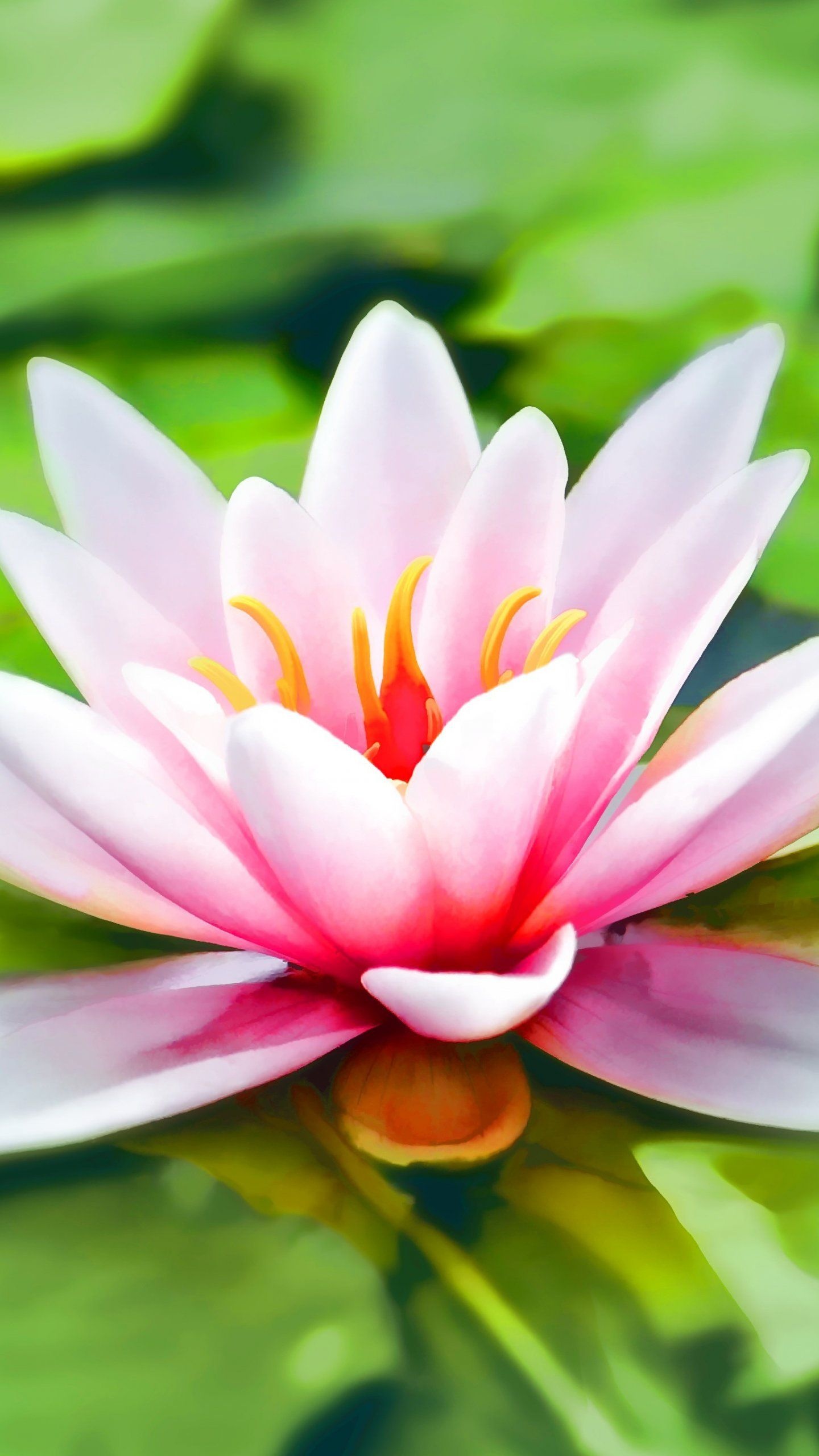Nature, lily wallpapers, HD backgrounds, 1440x2560 HD Phone