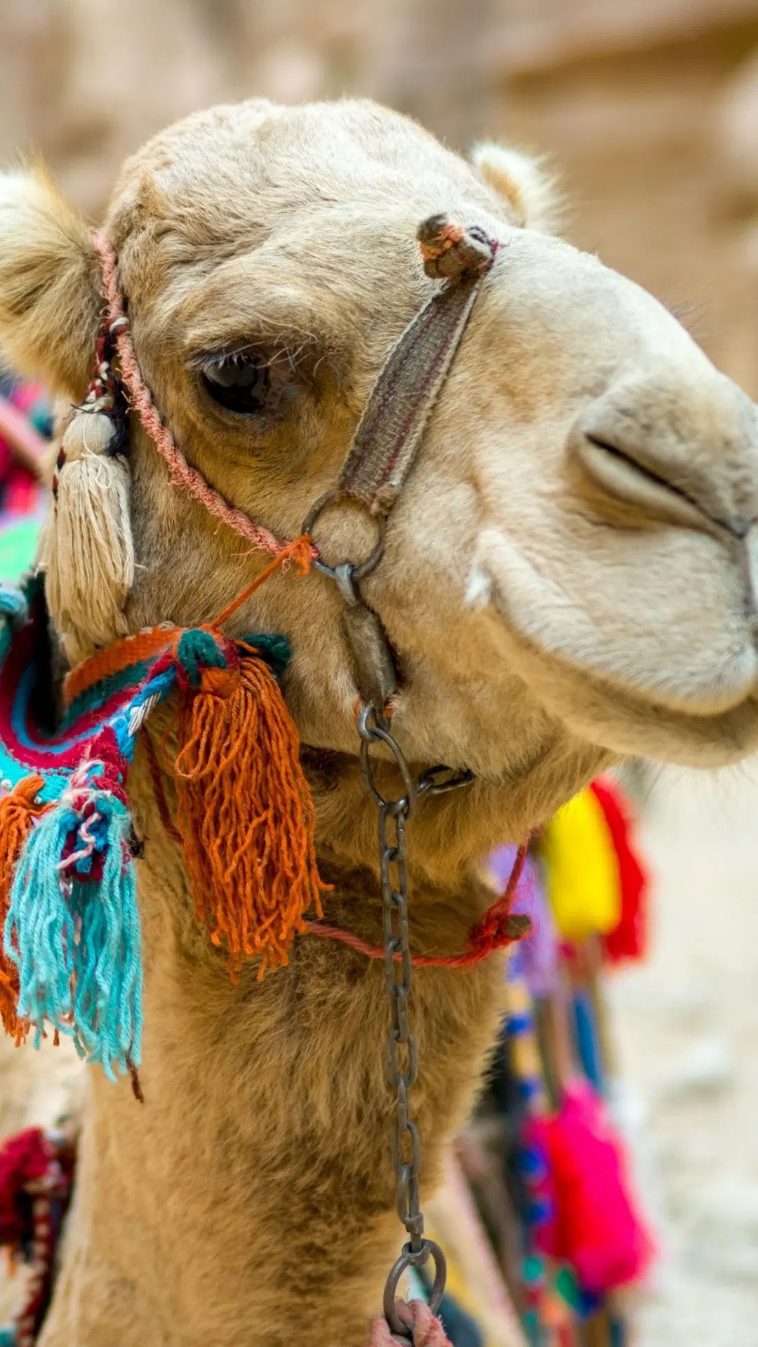 Funny camels, Android wallpaper, iPhone background, HD wallpapers, 1080x1920 Full HD Phone