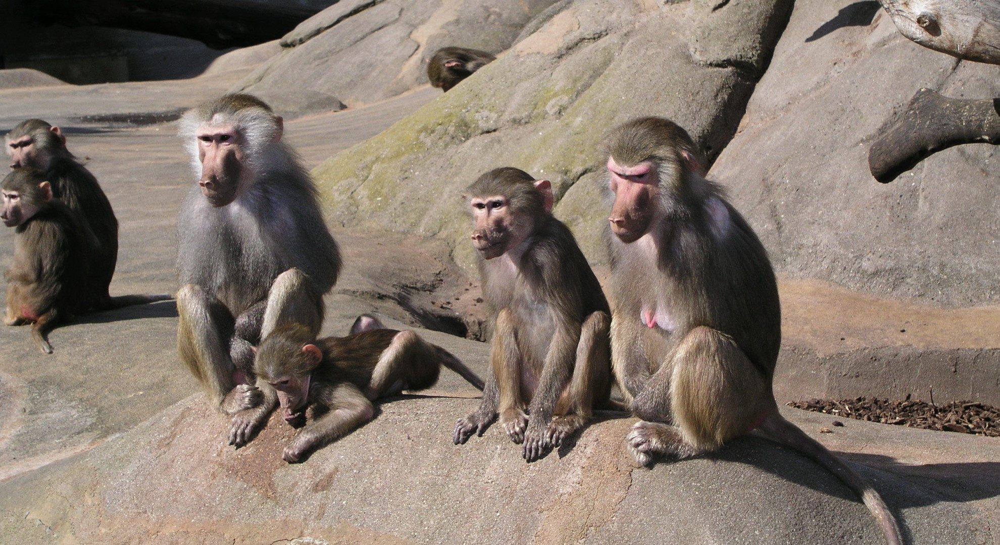 Lively baboon family, Baboon monkeys, Monkey kingdom, Nature's playground, 1980x1080 HD Desktop