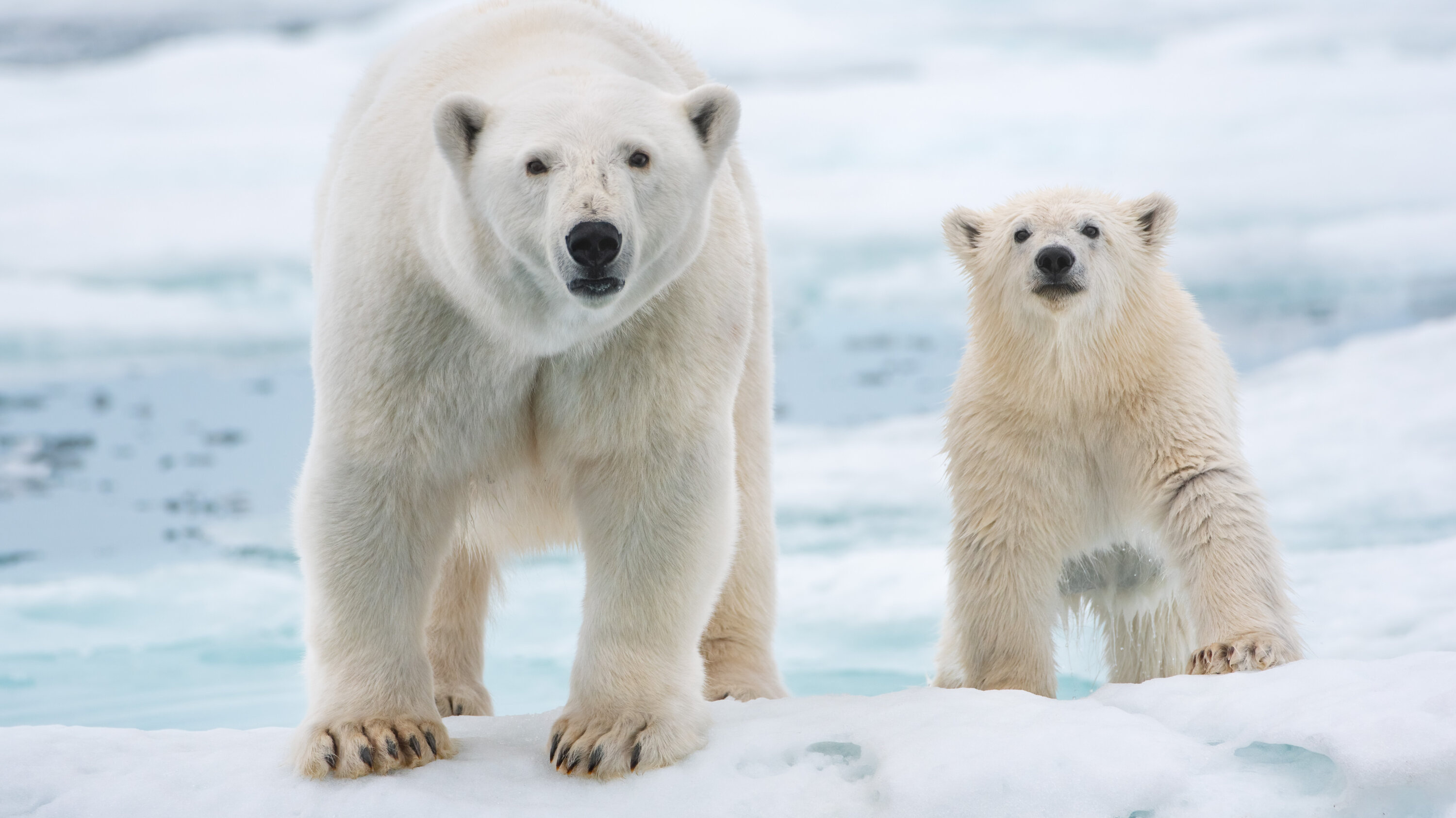 Polar bear review, Thin ice, New York Times, Animal kingdom, 3000x1690 HD Desktop