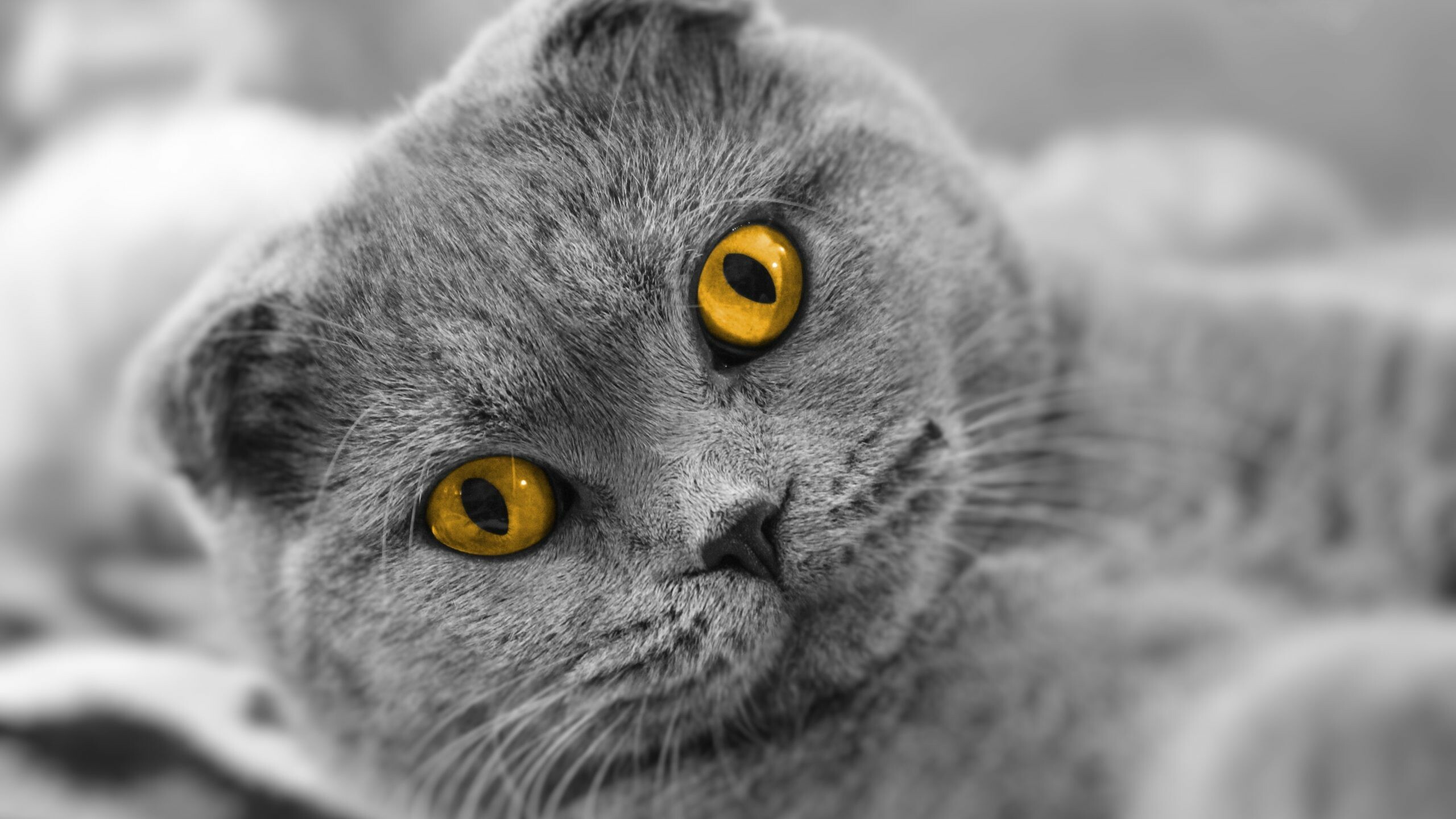 Scottish Fold: An intelligent, sweet-tempered, soft-spoken, and easily adaptable to new people and situations cat breed. 2560x1440 HD Wallpaper.