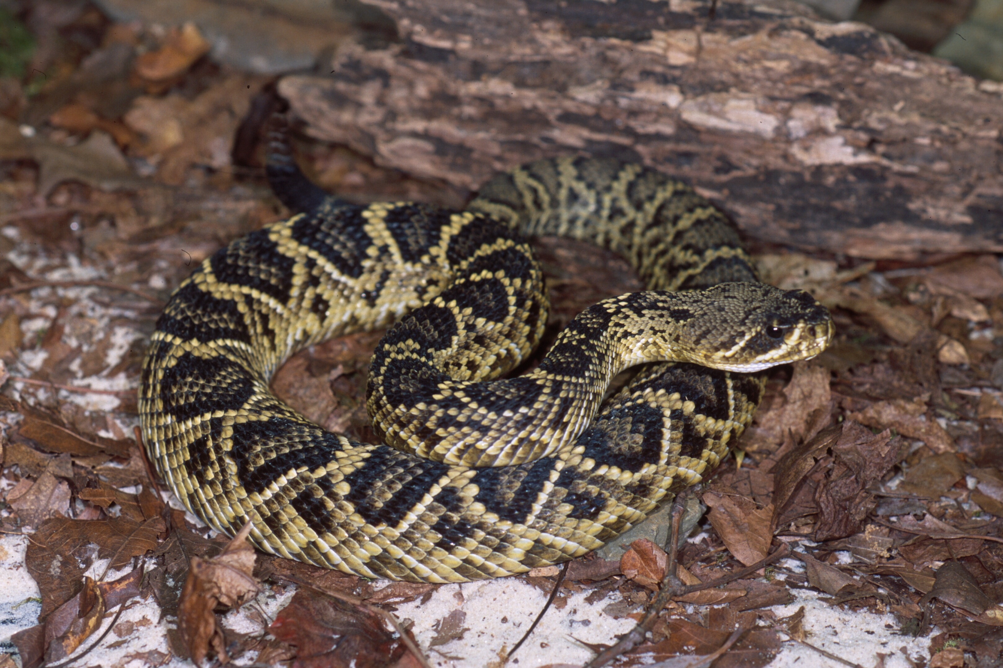 Eastern diamondback rattlesnake, Venomous serpent, Dangerous reptile, Wildlife creature, 3240x2160 HD Desktop