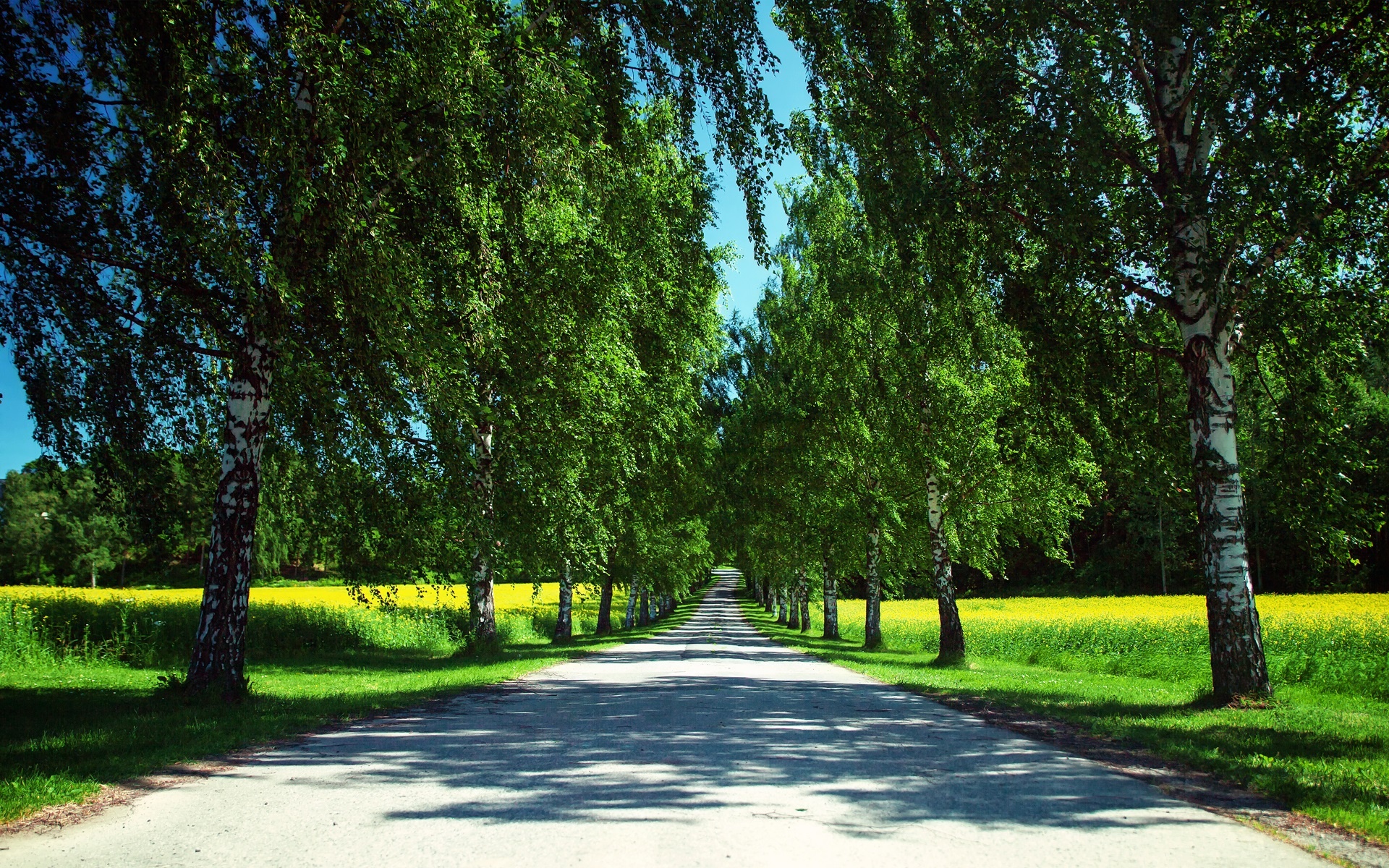 Norway nature road, Canola fields, Birch tree shadows, Travel and world, 1920x1200 HD Desktop