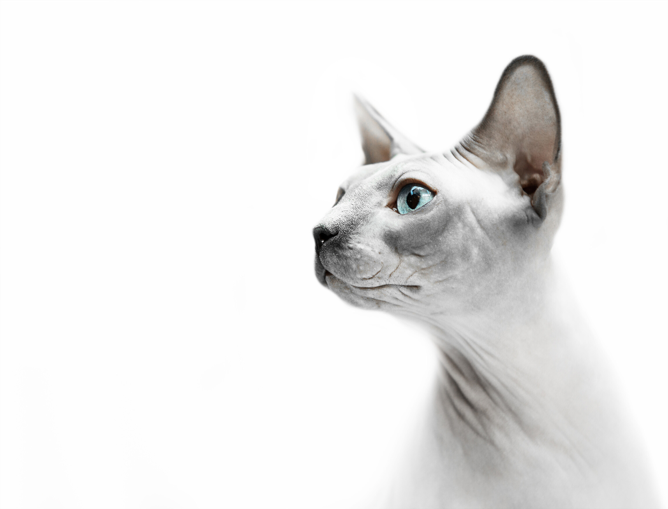 Sphynx: The Sphynx's hairlessness is produced by a mutation in the same gene that produces the short curly coat of the Devon Rex. 2300x1760 HD Wallpaper.