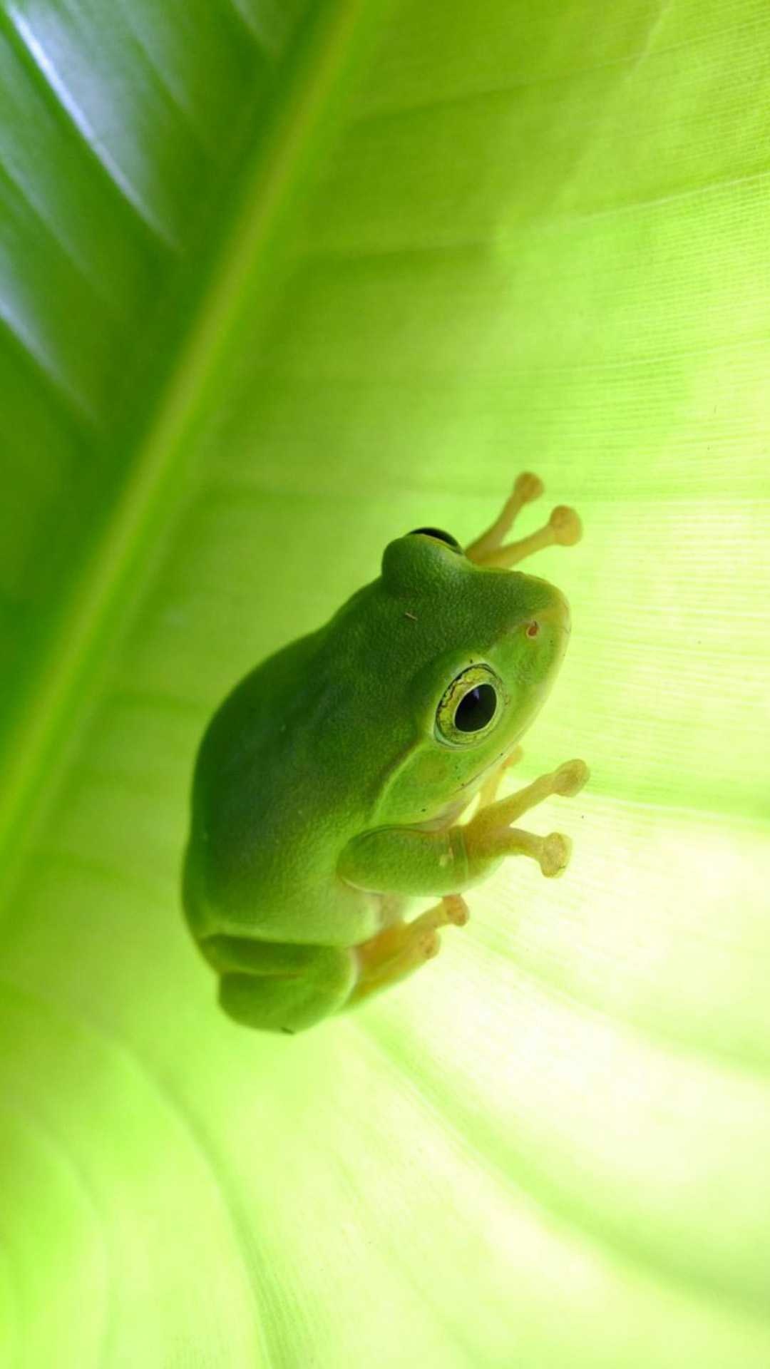 Cute frog wallpaper, Adorable amphibian, Whimsical charm, Smile-inducing, 1080x1920 Full HD Phone