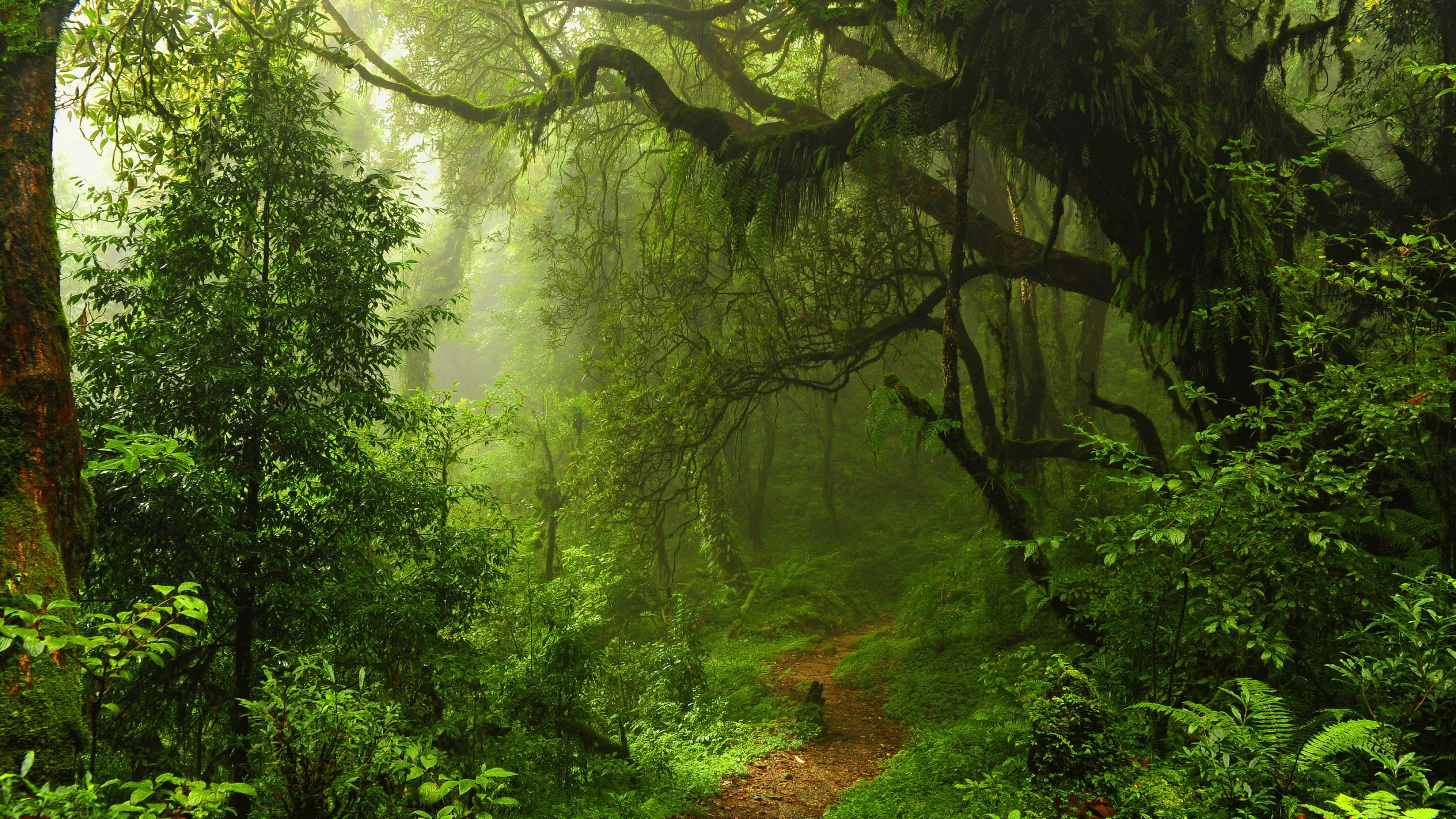 Green Forest: The natural landscape of a deep forest in the Northern Hemisphere, Trees in the morning. 3840x2160 4K Wallpaper.