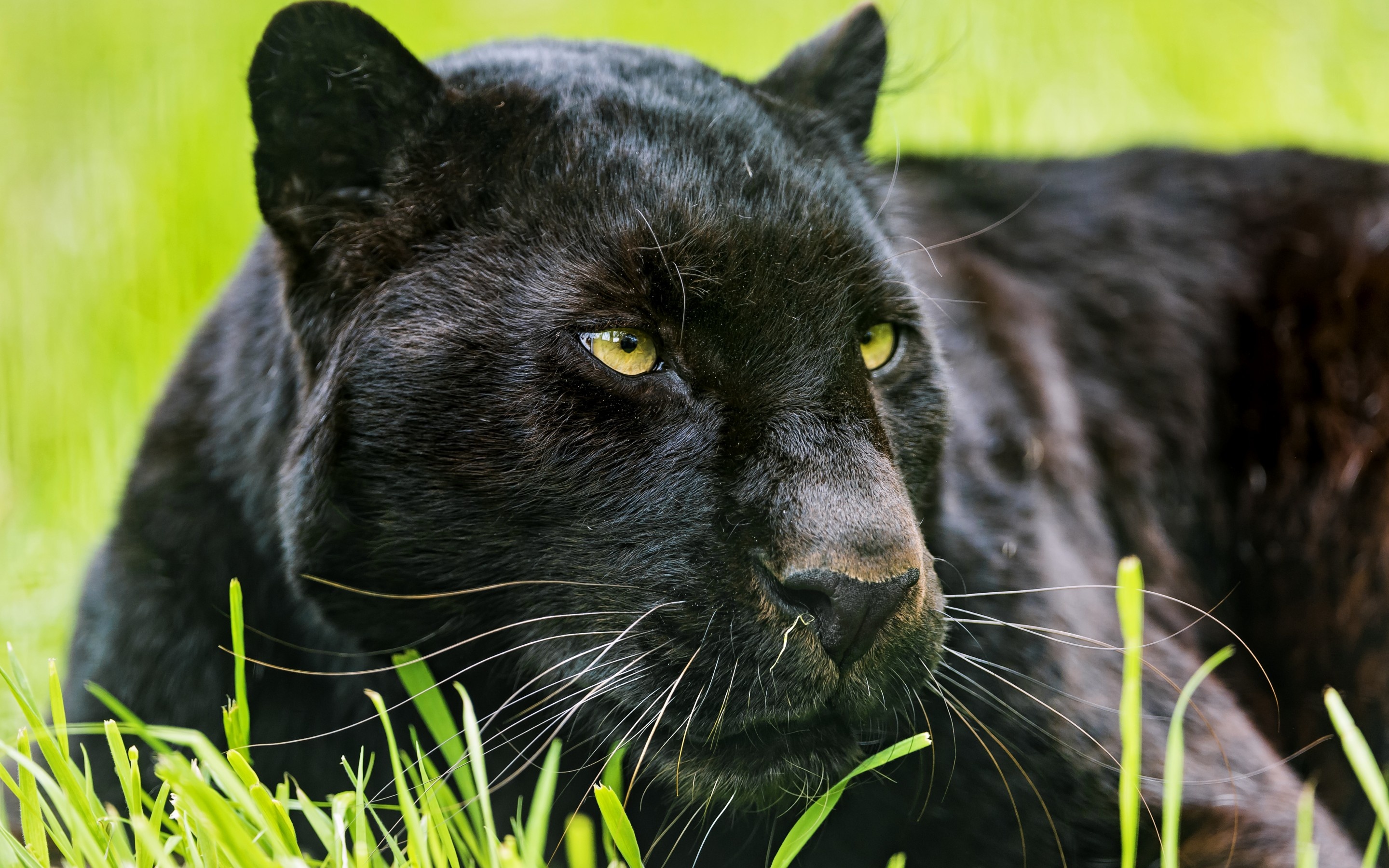 Black Panther (Animal): Jaguars with extremely dark pigmentation from increased melanin. 2880x1800 HD Background.