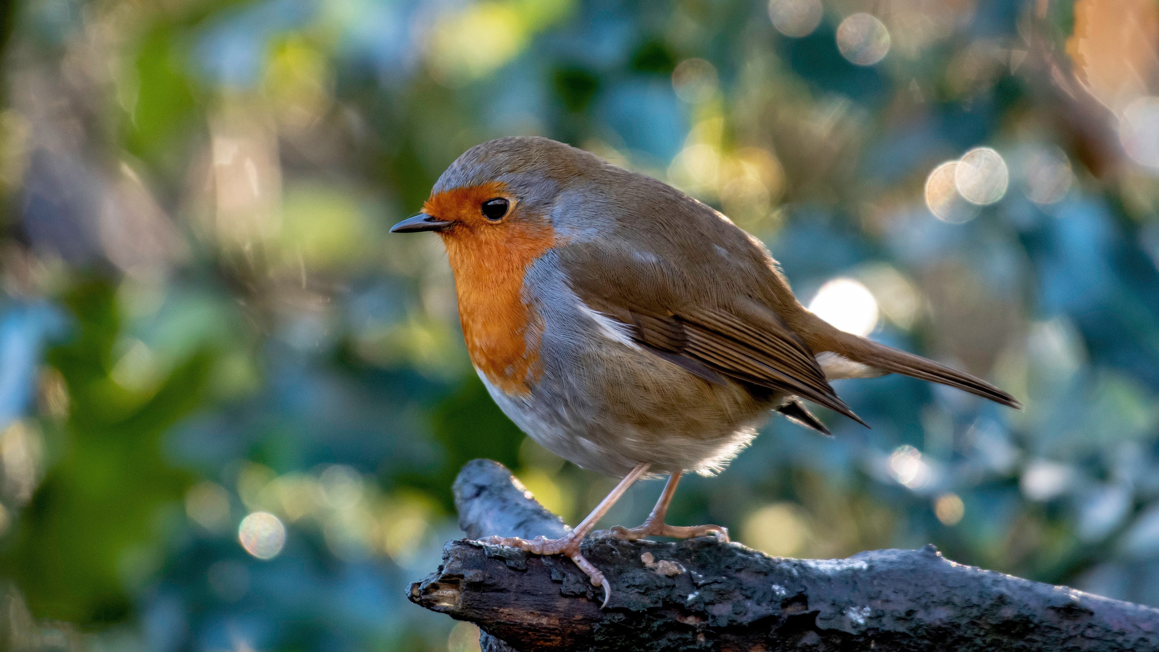 Robin bird in 4K, Ultra HD quality, Stunning visuals, Feathery beauty, 3840x2160 4K Desktop