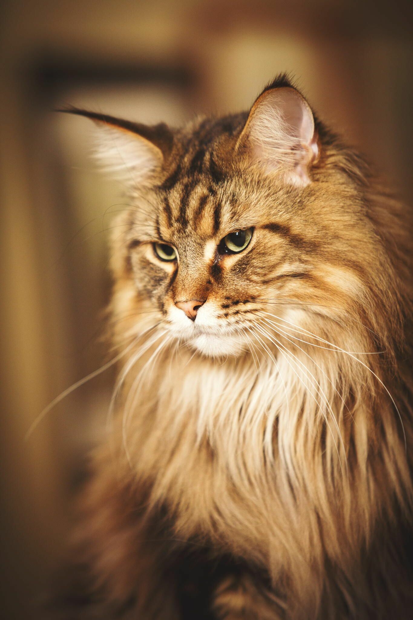Maine Coon: Long tufts of fur growing between their toes help keep the toes warm and further aid walking on snow by giving the paws additional structure without significant extra weight. 1370x2050 HD Background.
