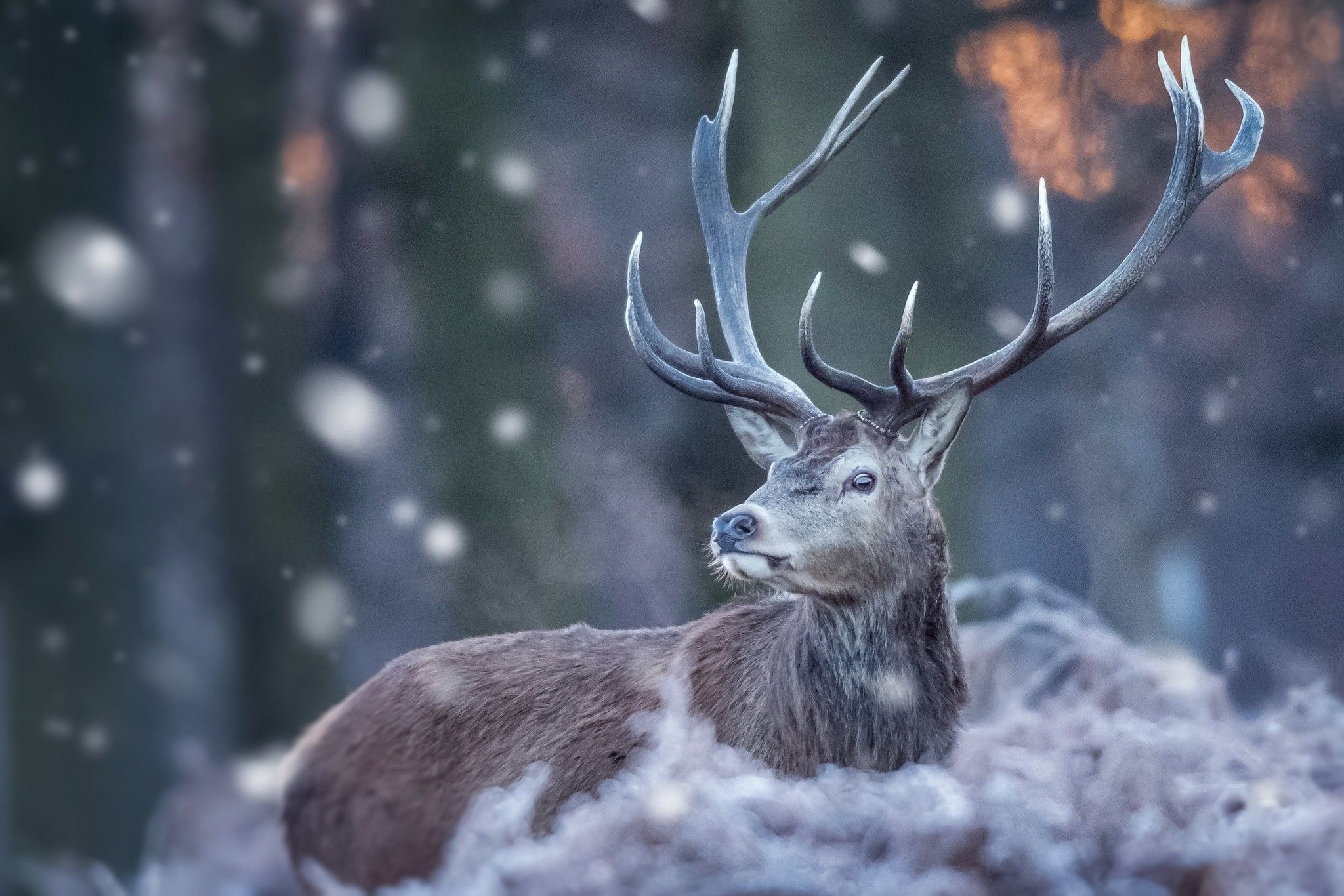 Snowy deer wallpapers, 4K HD backgrounds, Winter wonderland, Breathtaking scenes, 2050x1370 HD Desktop