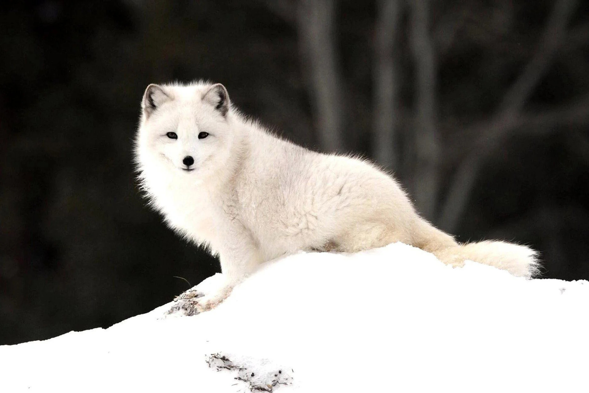 Winter fox, Captivating wallpapers, Arctic beauty, Season's essence, 1920x1280 HD Desktop
