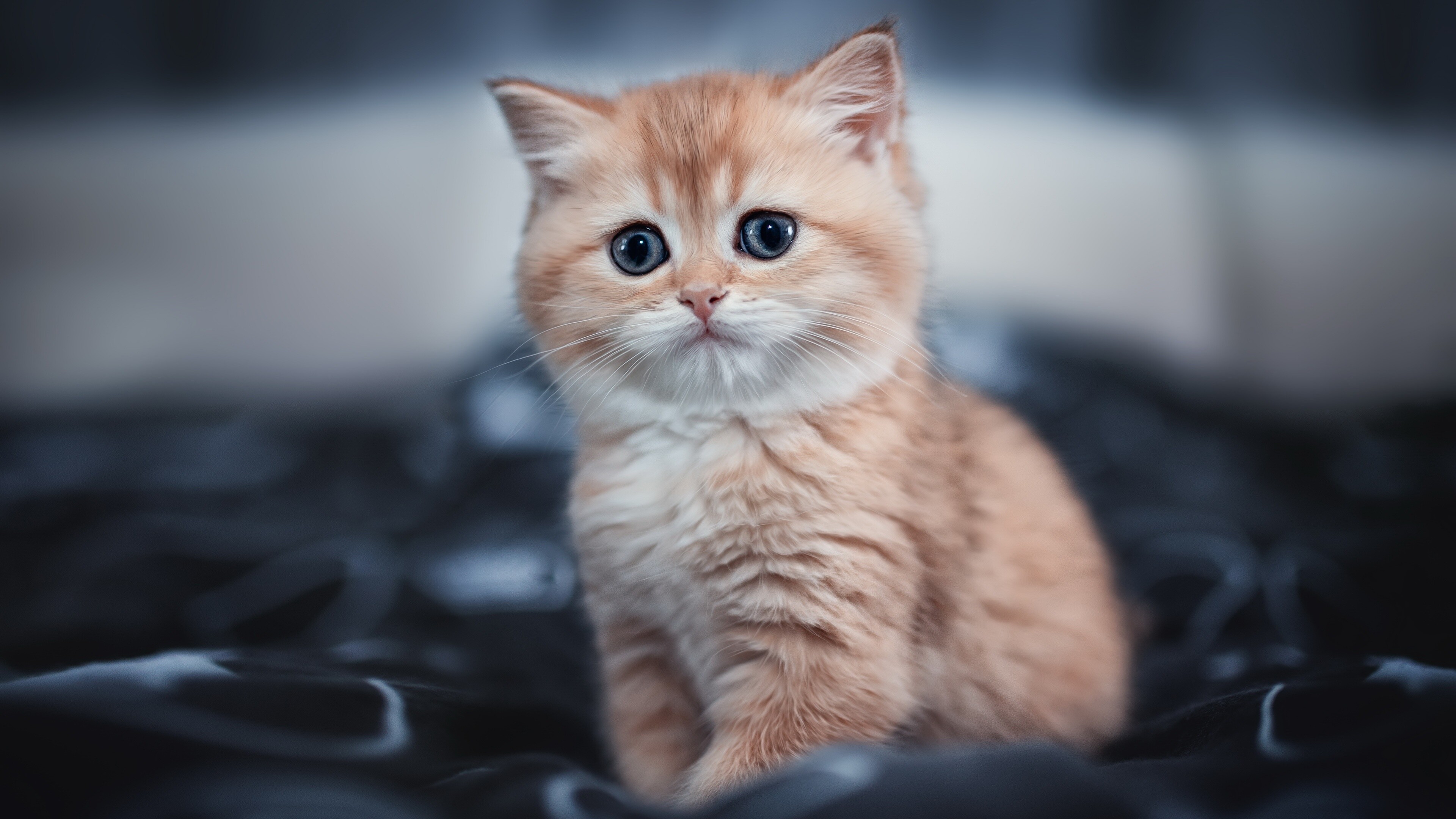 Adorable kitten, Innocent and cute, Little furball, Precious baby, 3840x2160 4K Desktop
