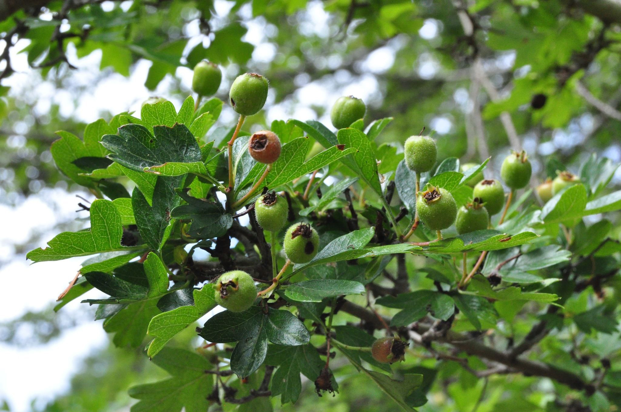 Hawthorn Berry Nature, Facts Health Benefits, 2050x1360 HD Desktop