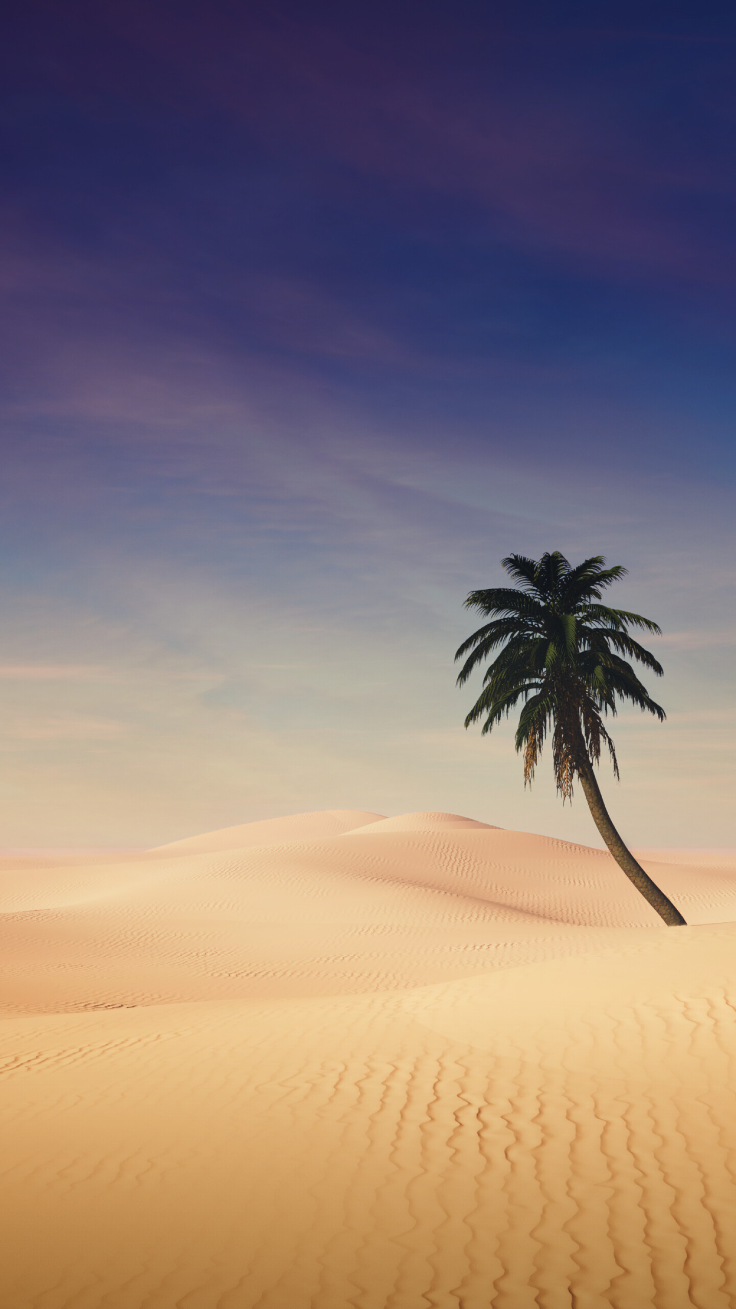 Palm Tree: Plant of the family Palmae having an unbranched trunk crowned by large pinnate or palmate leaves. 1440x2560 HD Wallpaper.