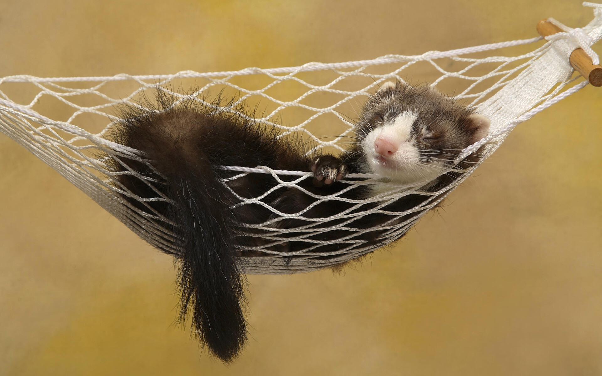 Ferret: Nocturnal animals, Spend 14–18 hours a day asleep. 1920x1200 HD Background.