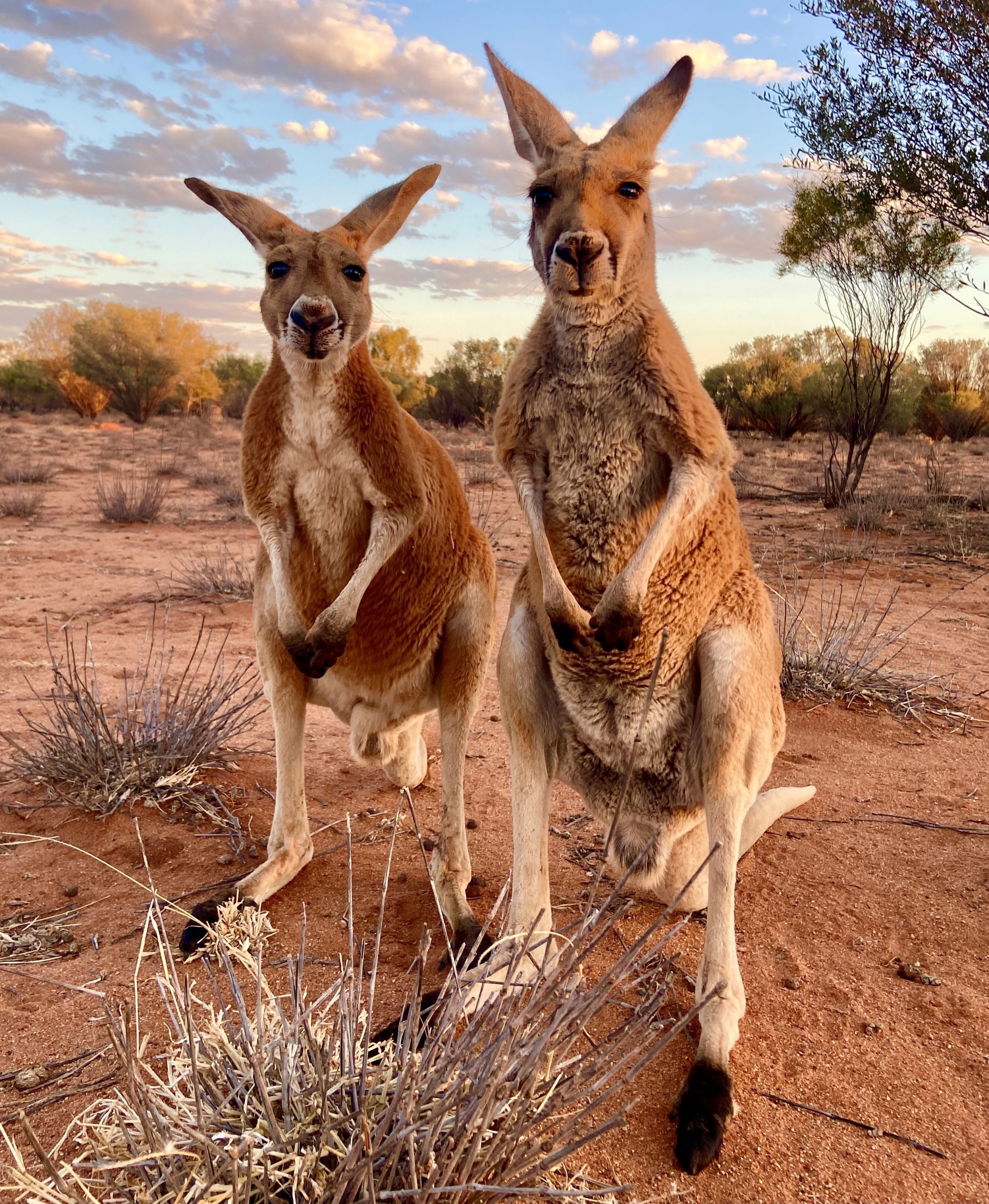 Sponsor our kangaroos, The Kangaroo Sanctuary, Kangaroo, 2110x2560 HD Phone