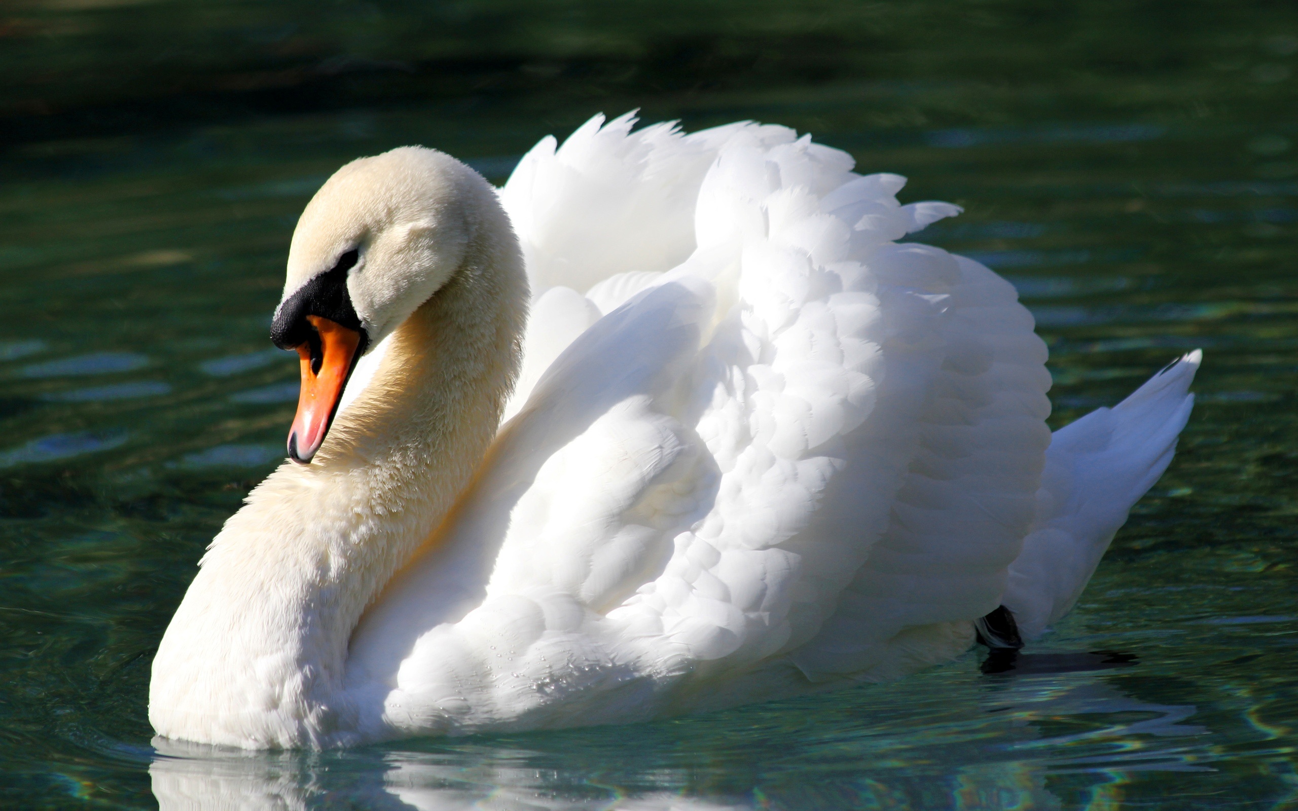 Swan, Animals, Mute swan, Wallpaper, 2560x1600 HD Desktop