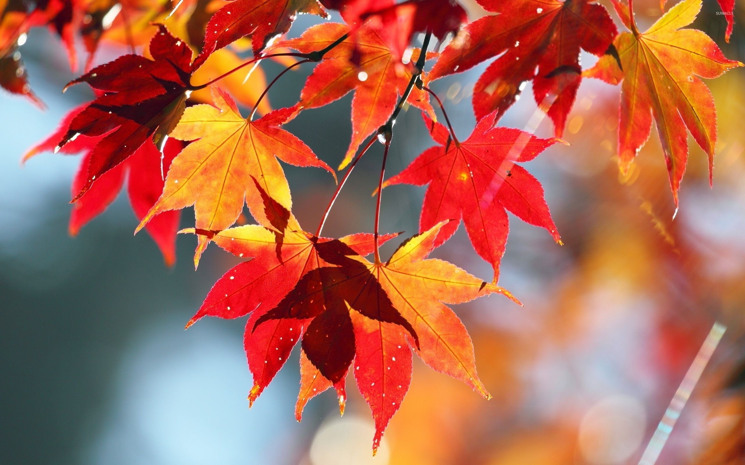 Maple leaves, Nature's abundance, Fall foliage, Vibrant colors, 2560x1600 HD Desktop