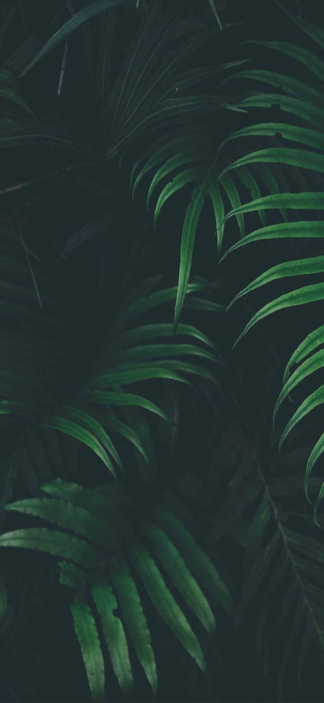 Jungle: A type of land that has an extremely dense amount of vegetation. 1130x2440 HD Background.