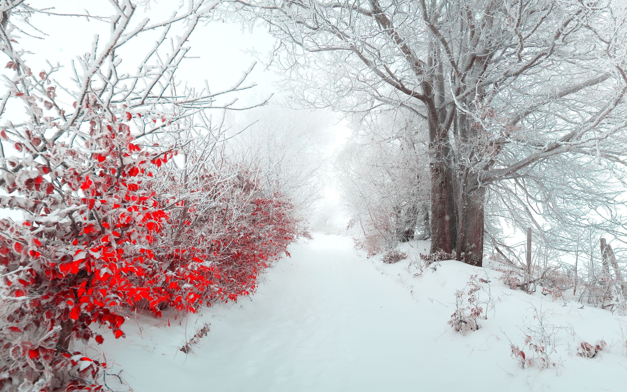 Beautiful snow wallpapers, Winter wonderland scenes, 2560x1600 HD Desktop