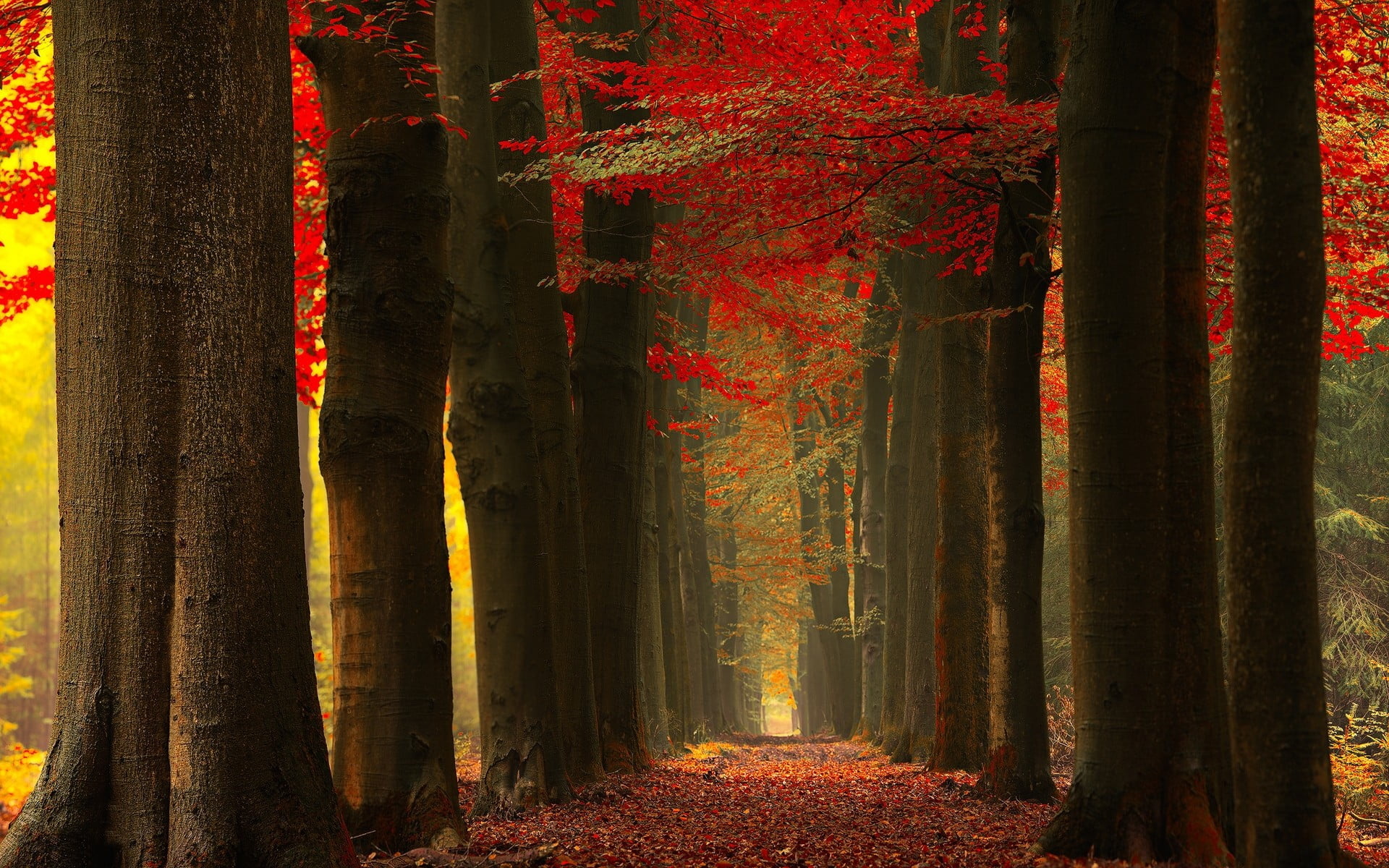 Maple trees, Fall forest, Natural landscape, HD wallpaper, 1920x1200 HD Desktop
