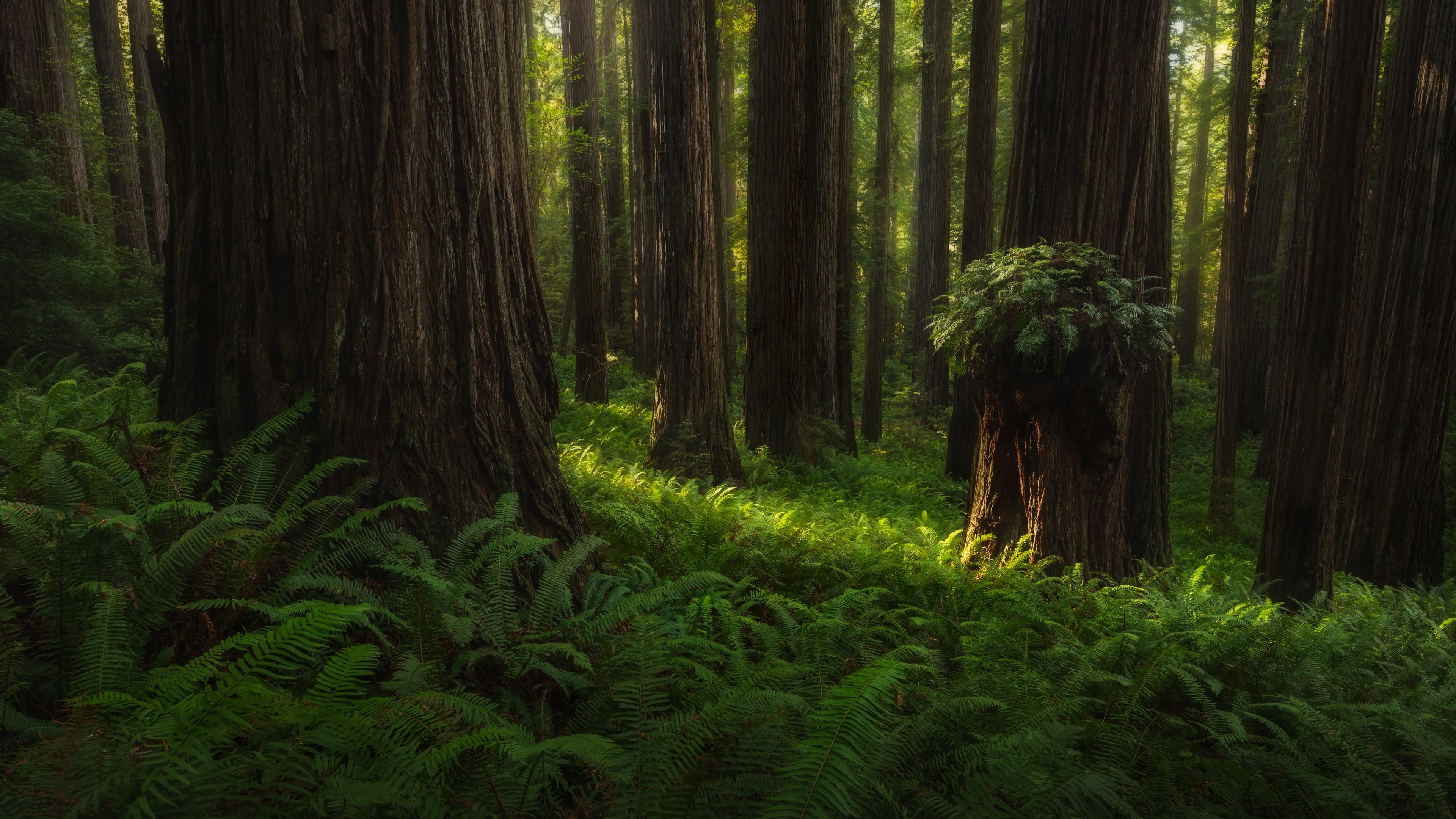 Breathtaking redwoods, Nature's masterpiece, Serene forest, Tall wonders, 3840x2160 4K Desktop