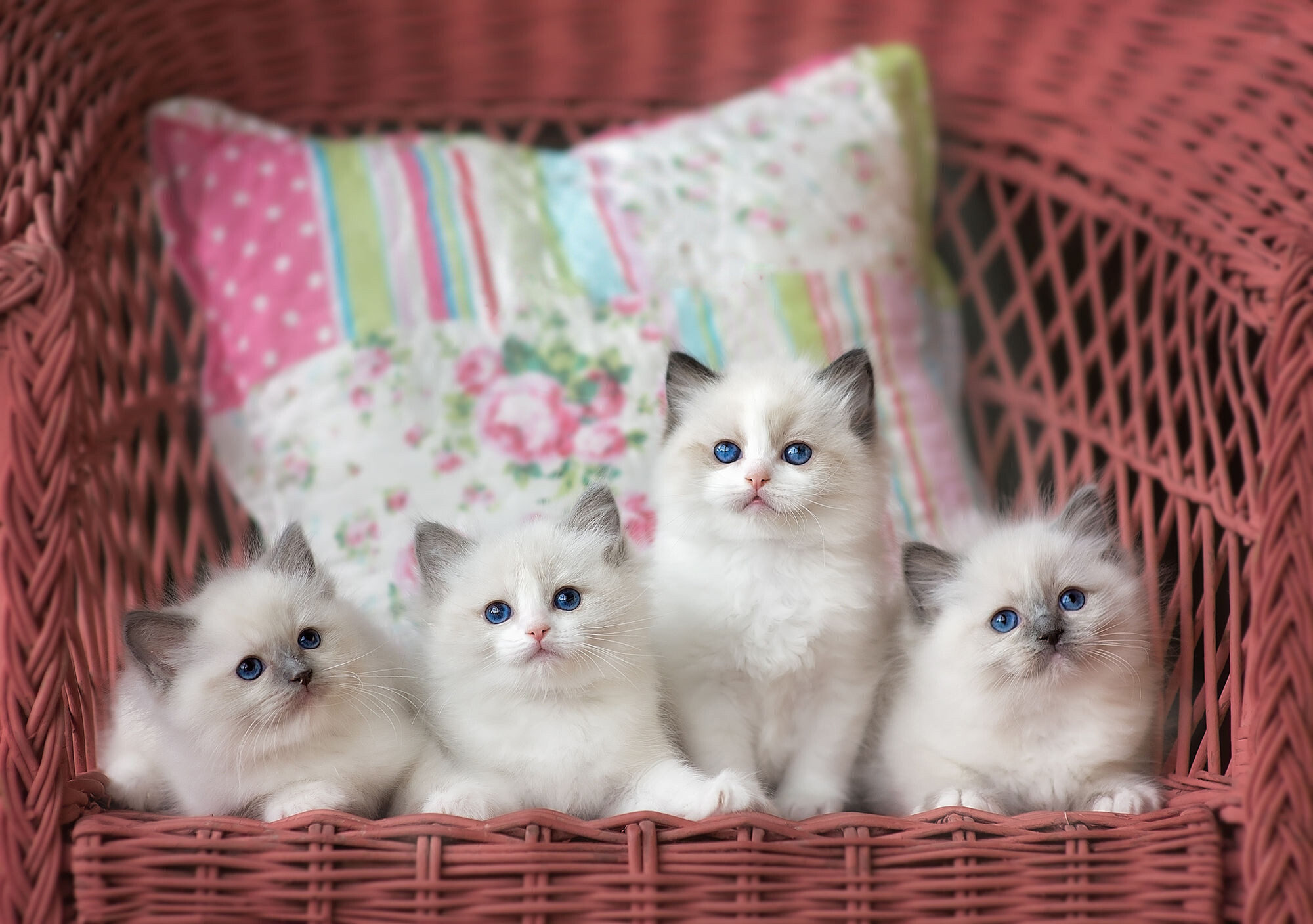 Ragdoll: Ragdolls are large, lovable cats who are incredibly patient and gentle, Kittens. 2000x1410 HD Background.